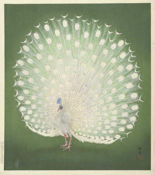 A beautiful depiction of a peacock by Ohara Koson.
