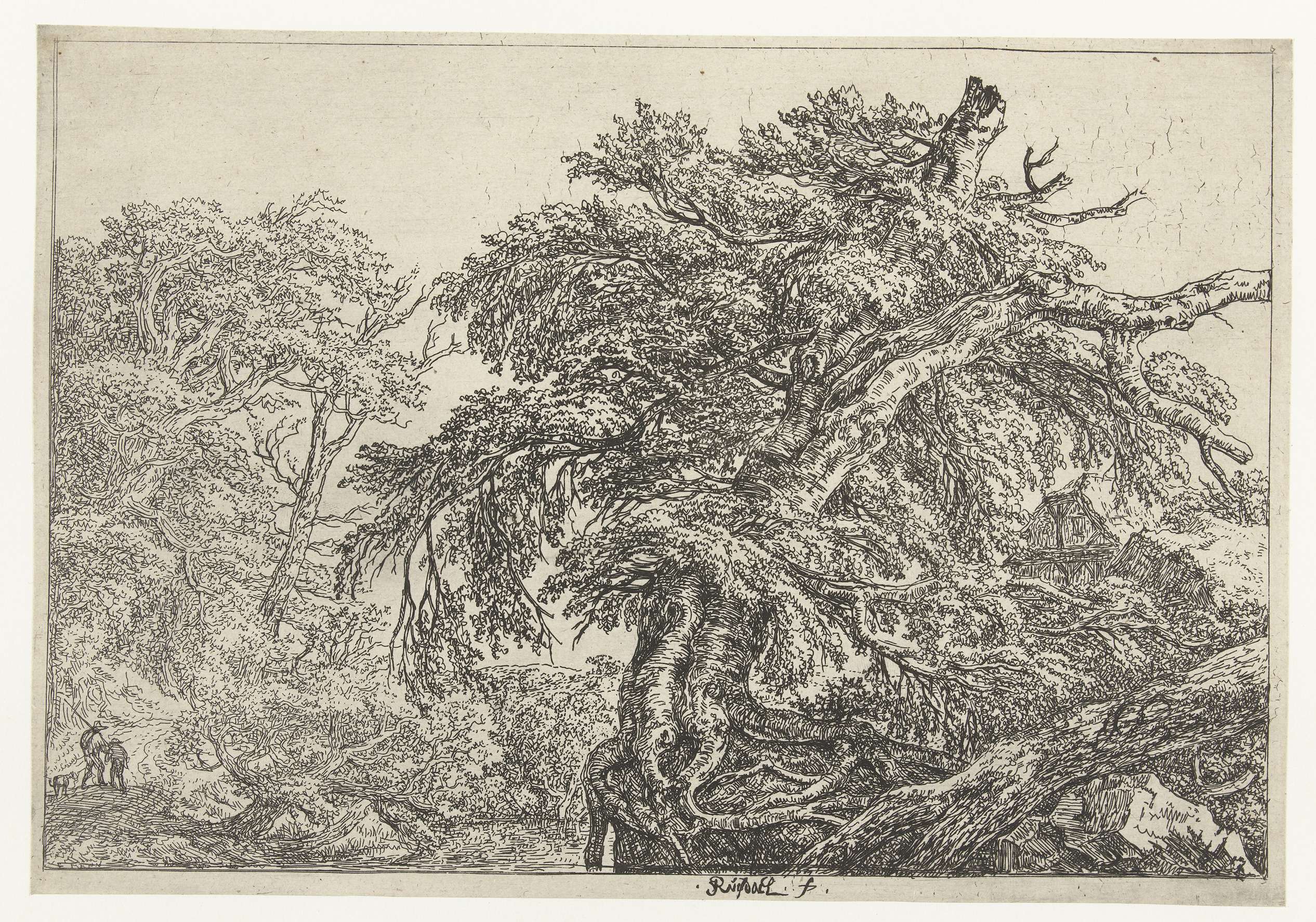 De grote beuk, by Jacob Isaacksz van Ruisdael, public domain