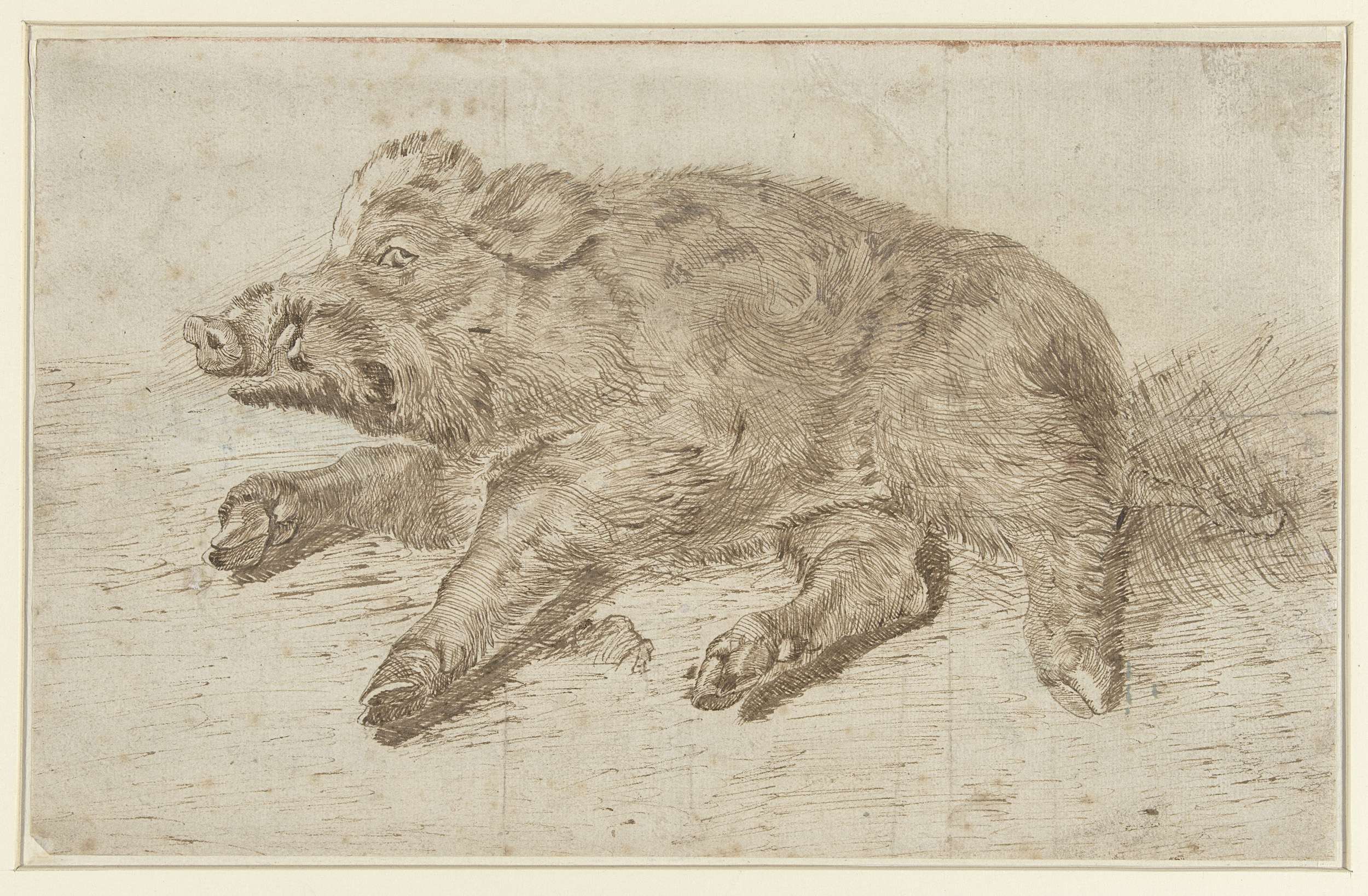 Wild boar resting in a natural setting, Dutch Golden Age, Unknown Artist