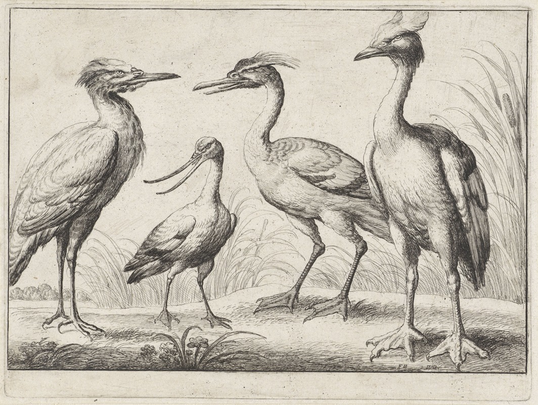 A serene depiction of four wading birds by Wenceslaus Hollar.