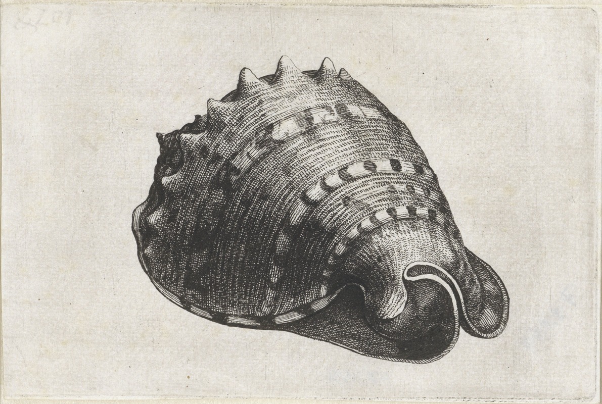 A detailed etching of a horned helmet from the species Cassis cornuta.