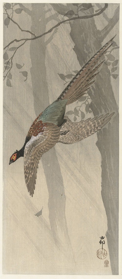 A vibrant depiction of a flying pheasant by Ohara Koson.