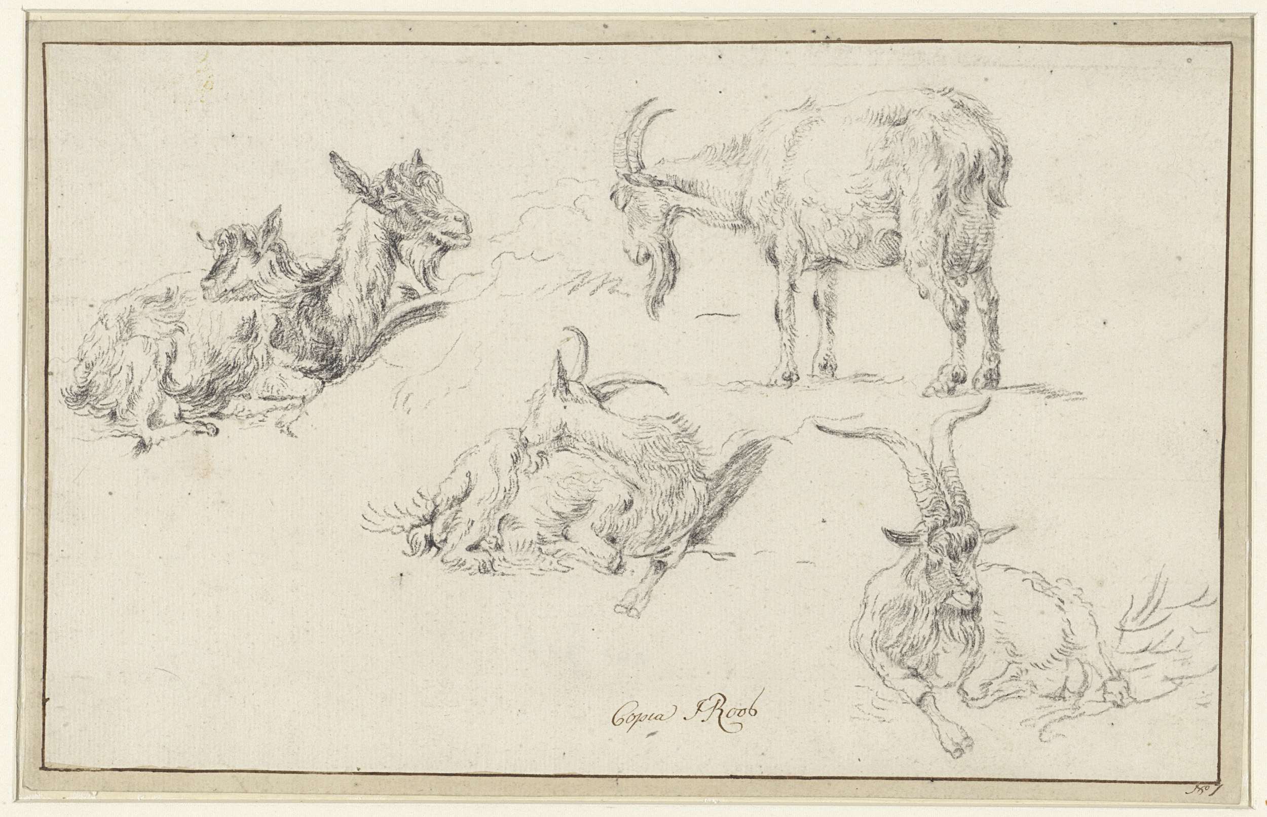 Drawing of a goat on paper by Johann Heinrich Roos