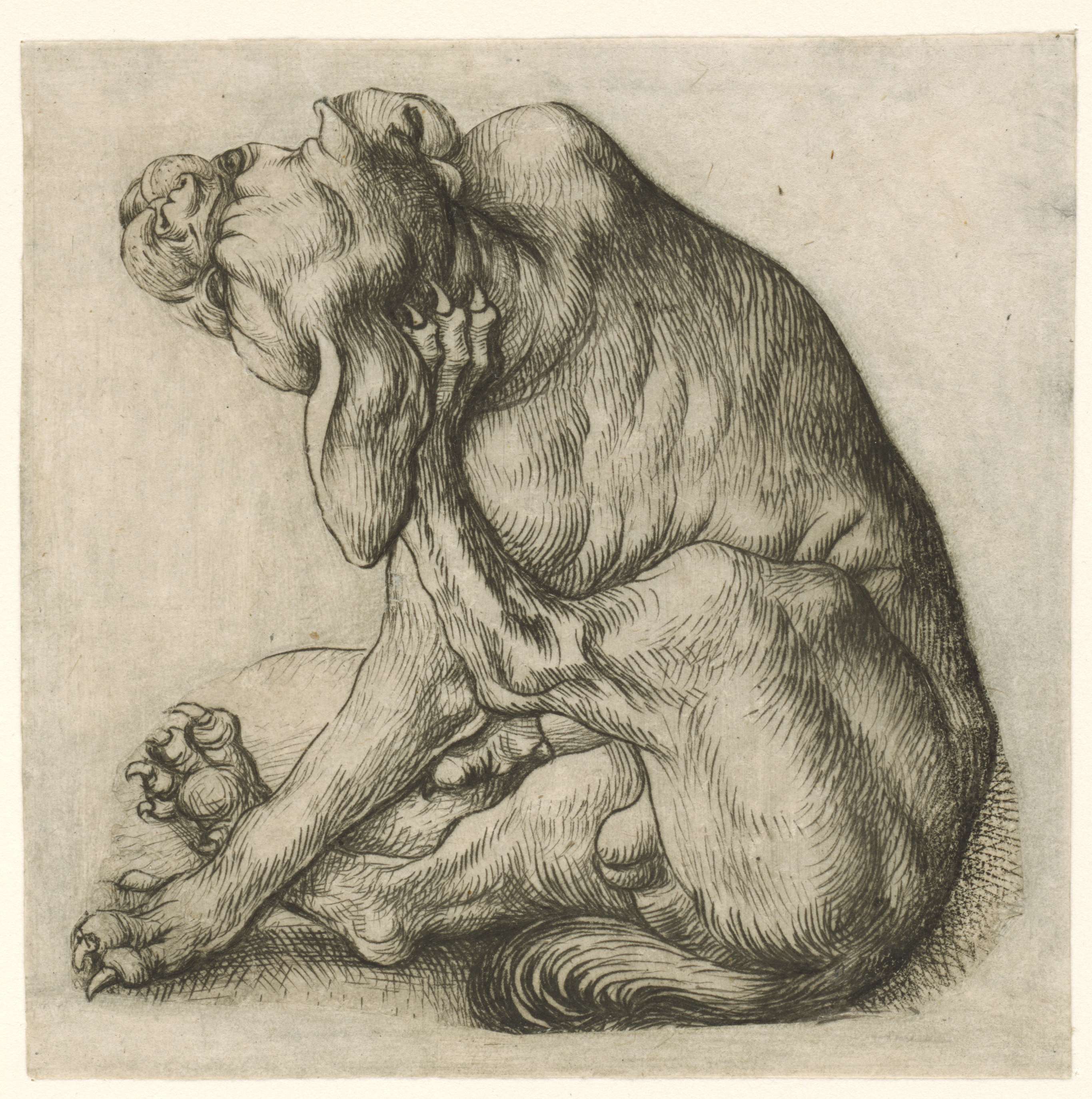 Drypoint by Meester van het Amsterdamse Kabinet depicting a dog with intense gaze.