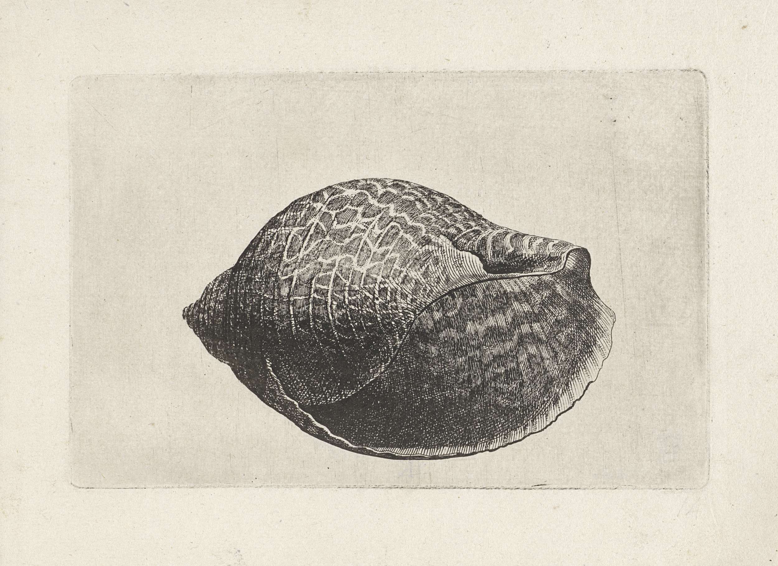 Tonna perdix shell etching by Wenceslaus Hollar
