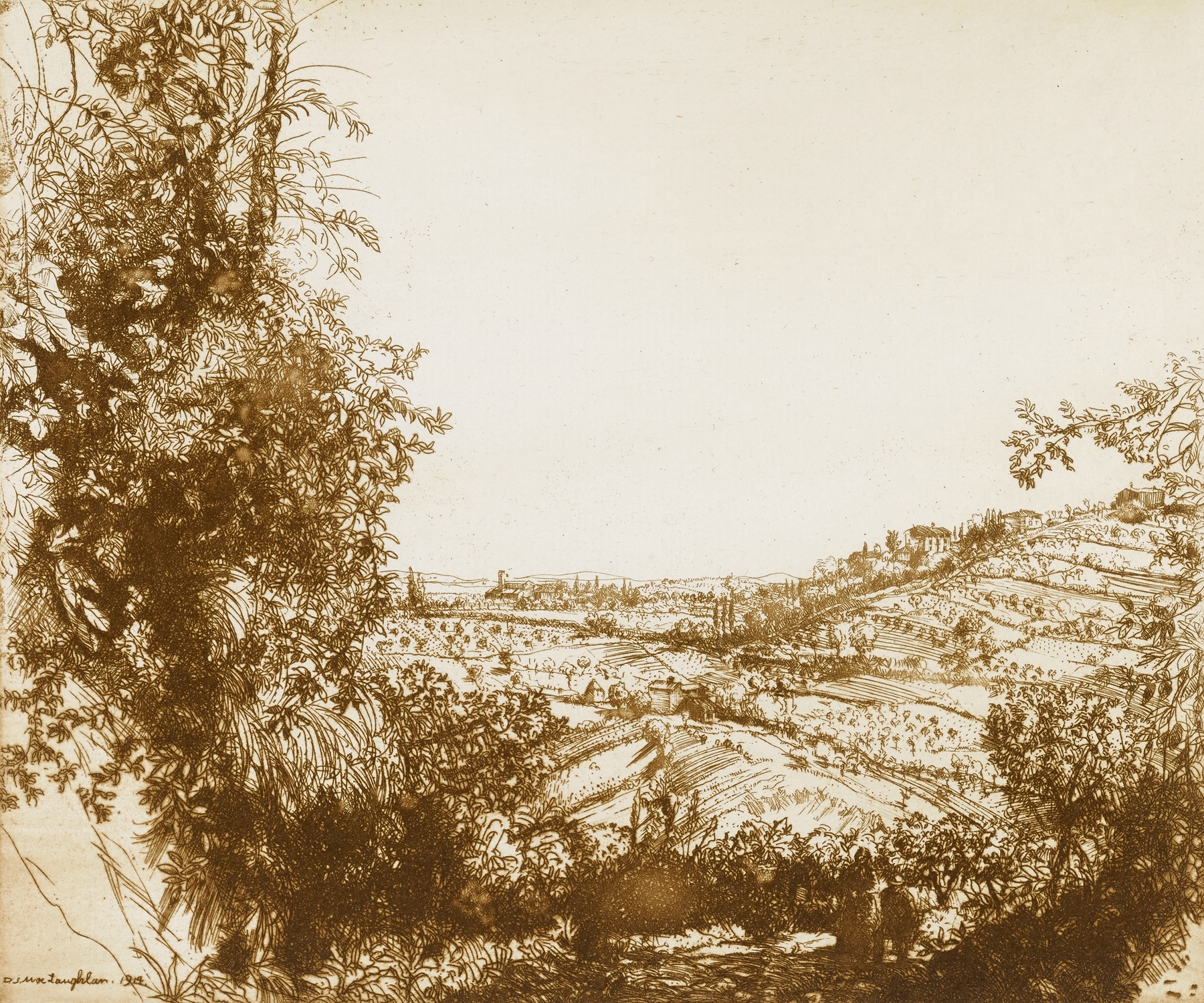 Olive Groves by Donald Shaw MacLaughlan, impressionism, depicting olive trees on rolling hills