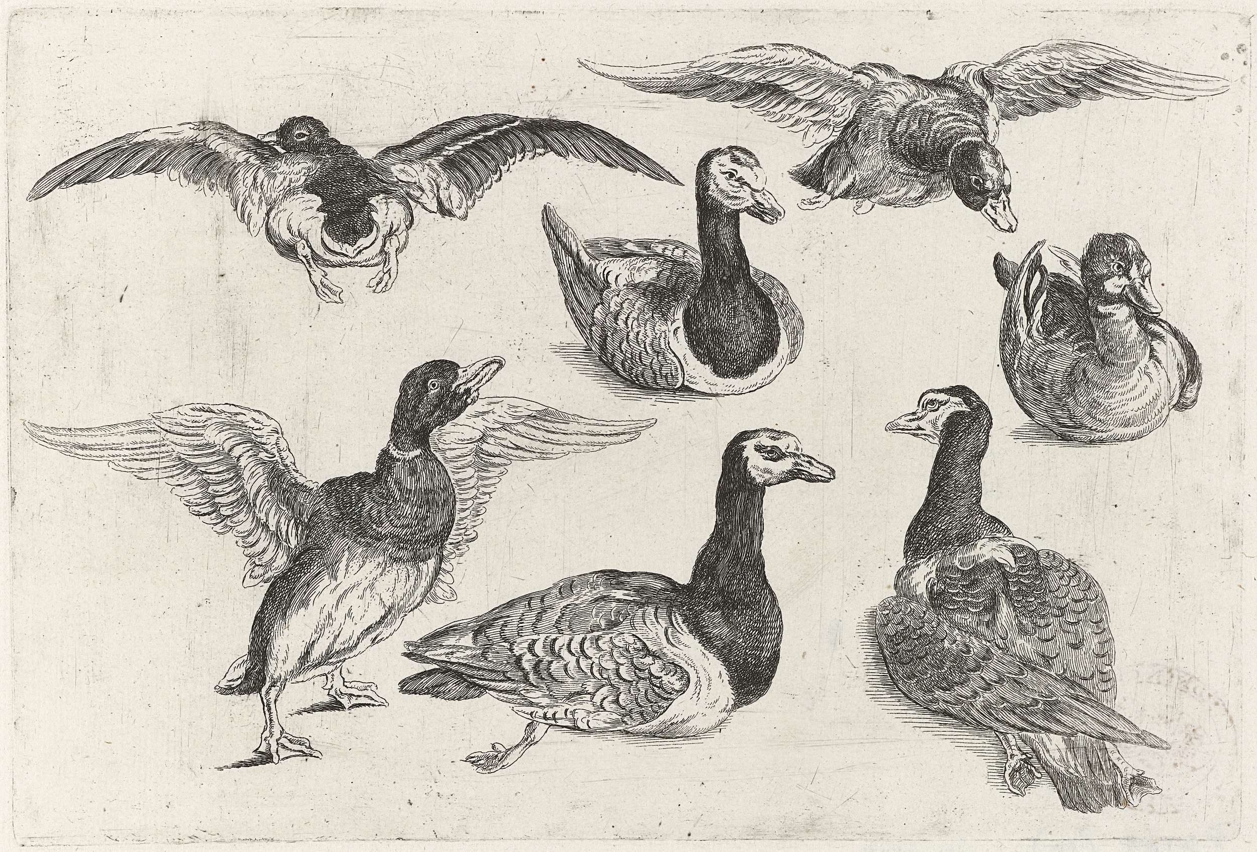 Seven ducks gliding on a pond, etching by Wenceslaus Hollar