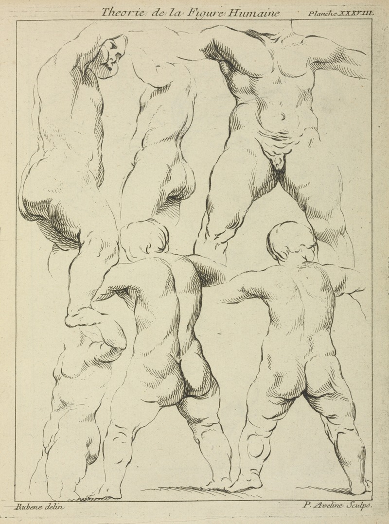 Studies of male torsos by Peter Paul Rubens showcases the artist's skill in anatomical representation.
