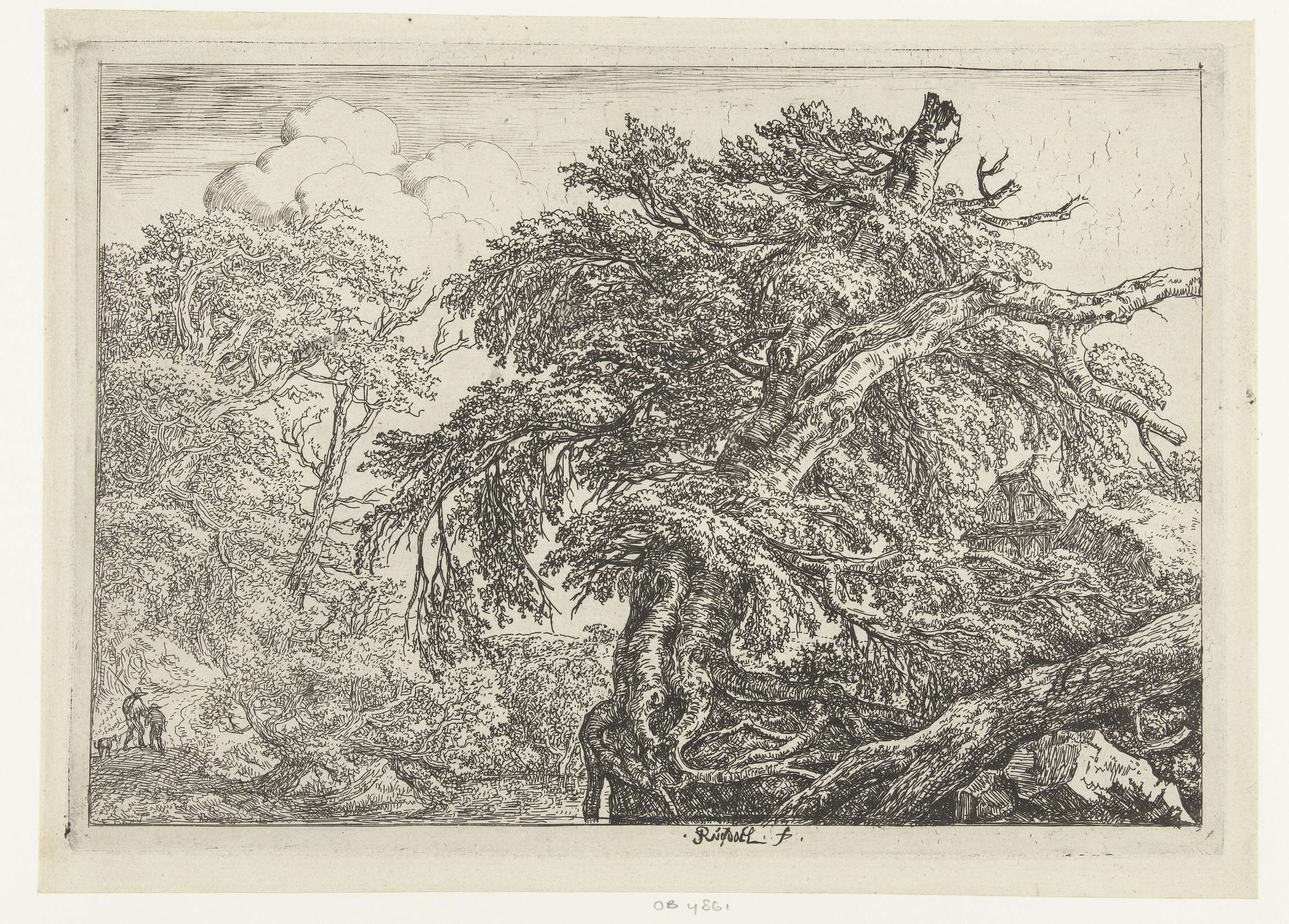 Etching by Jacob Isaacksz van Ruisdael featuring a beech tree in a landscape.