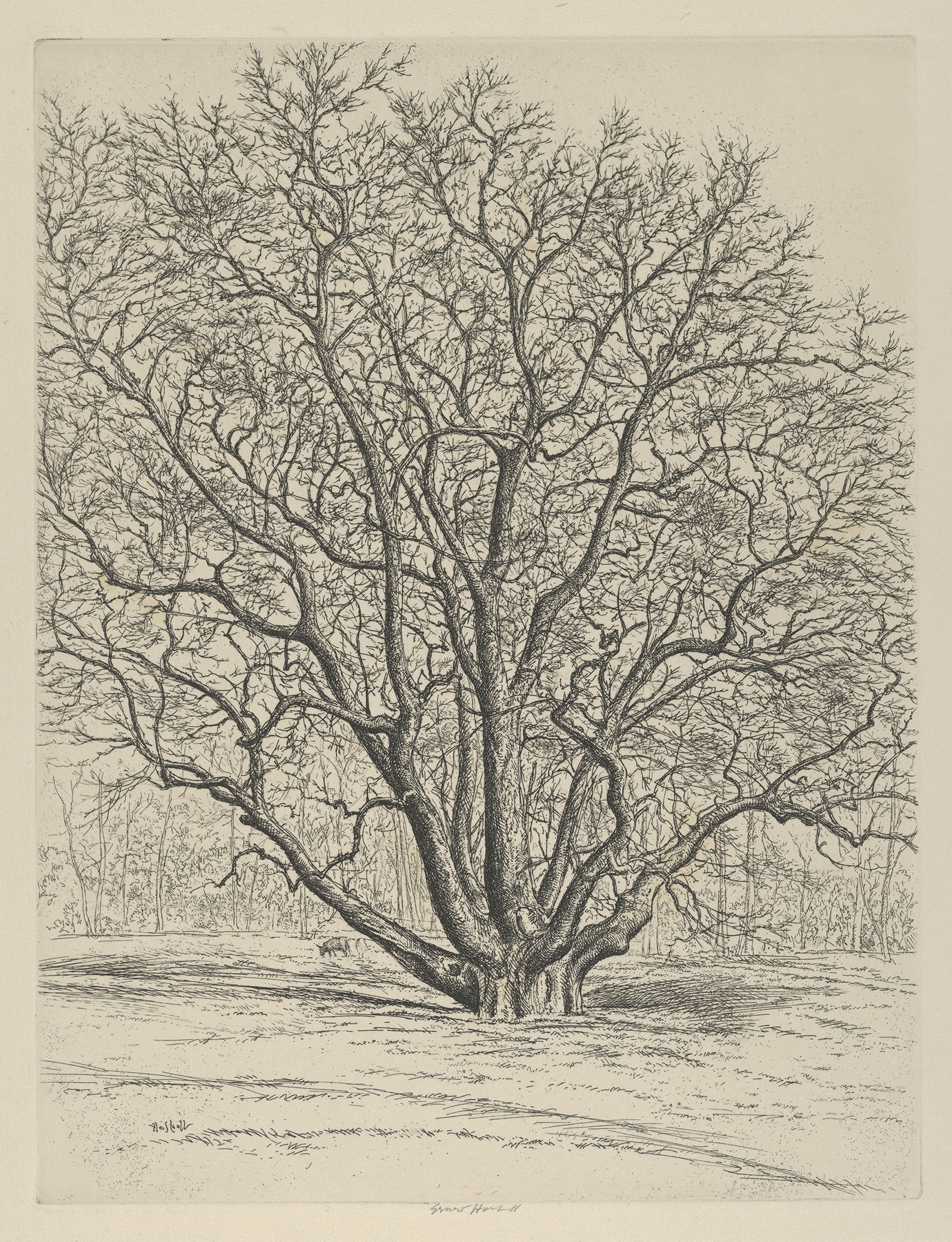 Giant Sycamore by Ernest Haskell, depicting a large sycamore tree in an expressive style