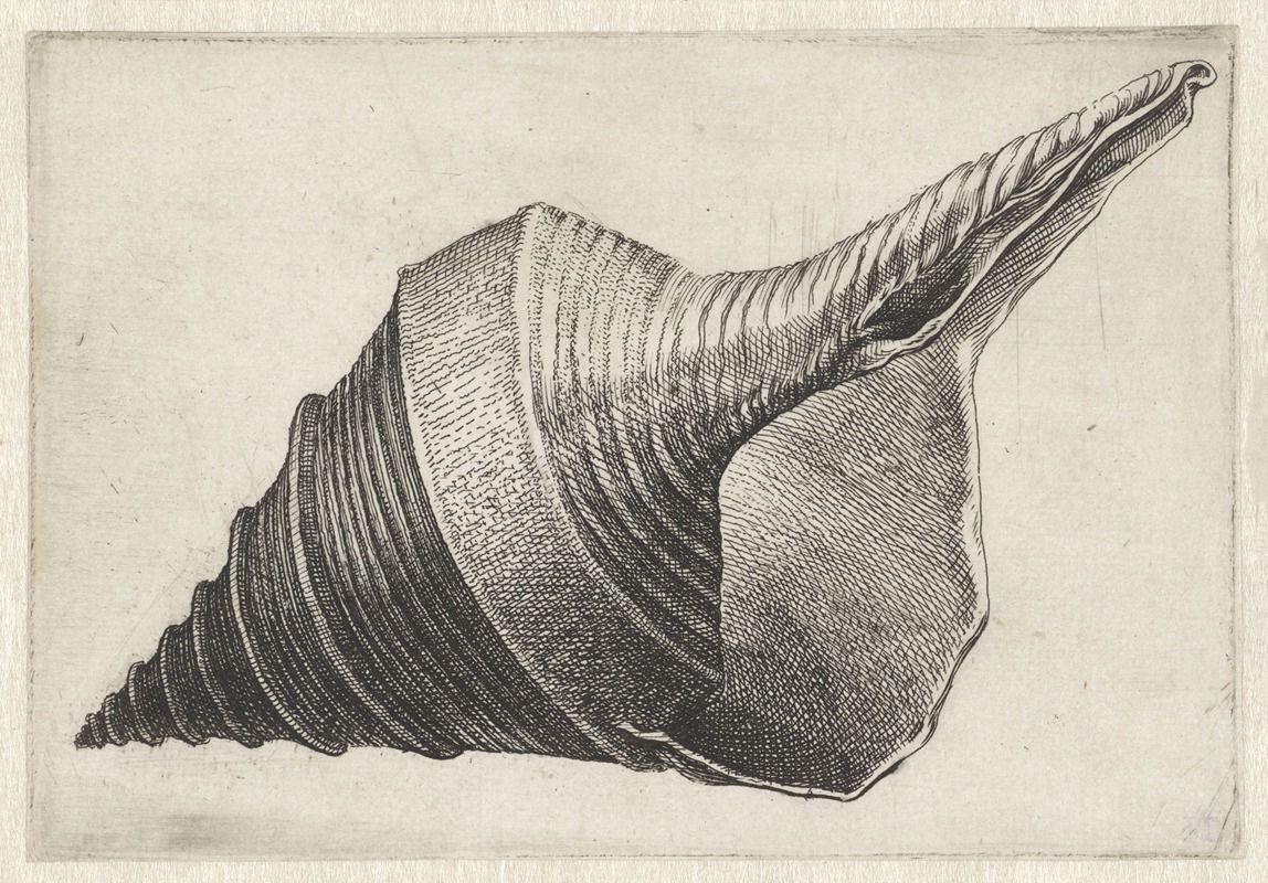 This artwork depicts the Australian trumpet shell, showcasing its intricate details.