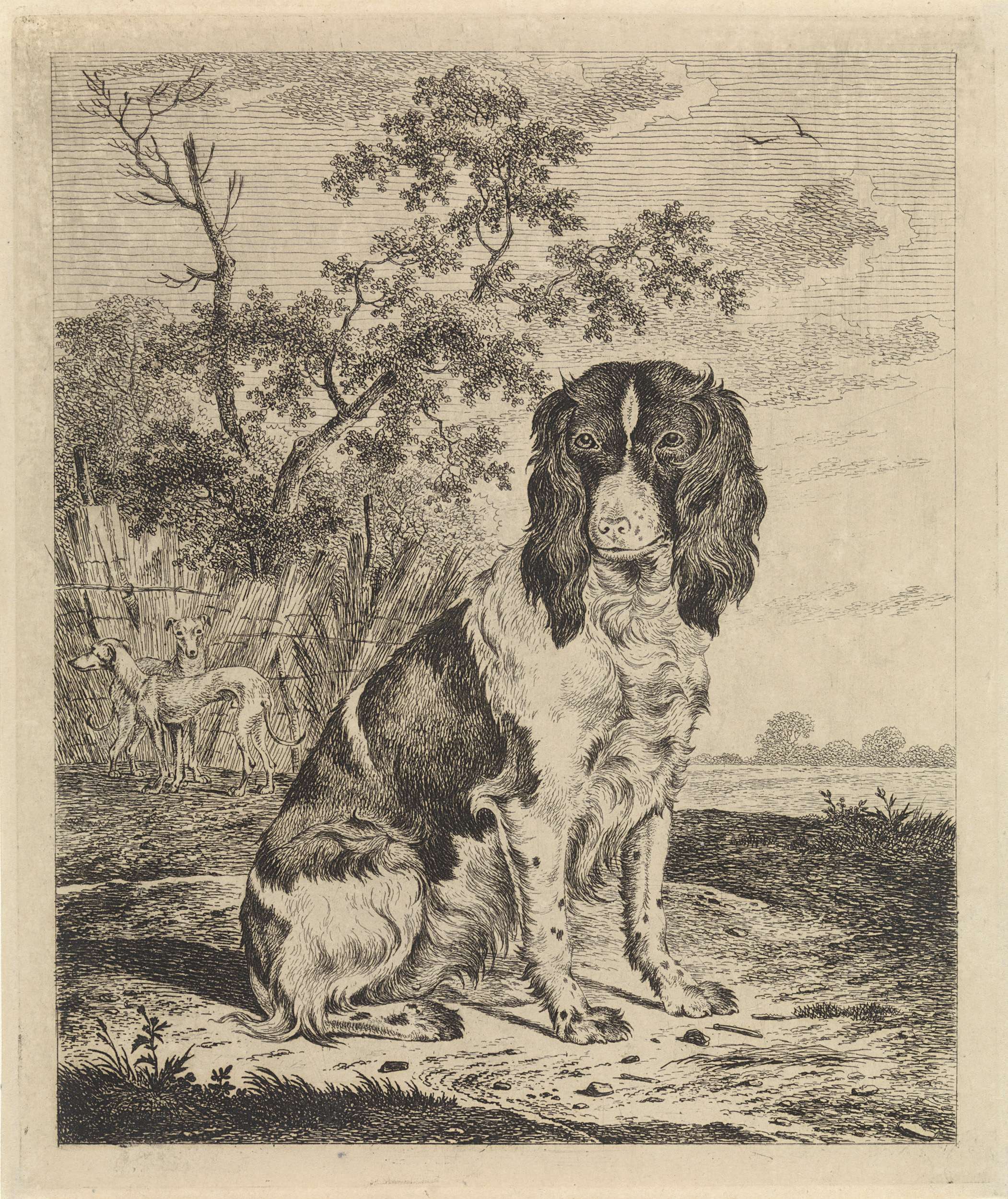 Zittende patrijshond, by Pieter Janson, public domain