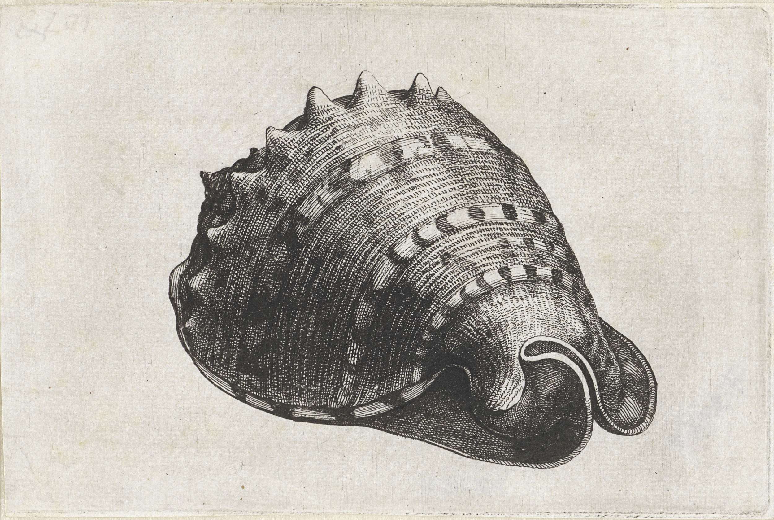 Etching by Wenceslaus Hollar of a golden shell, highlighting nature's fragility and resilience.