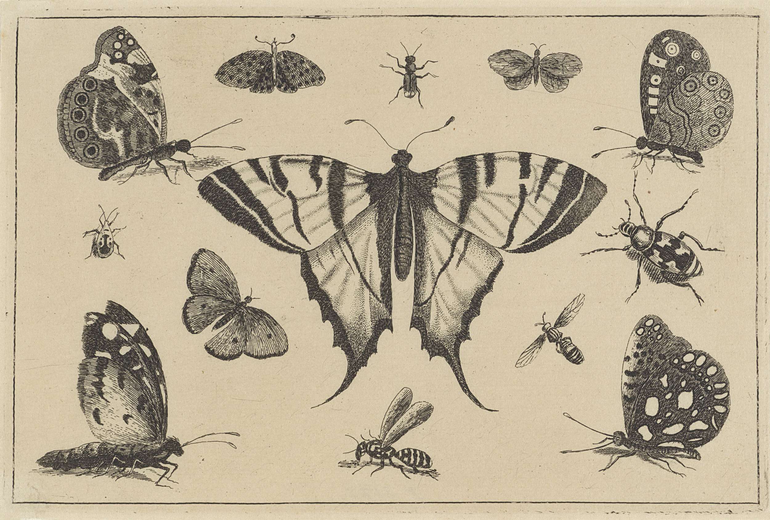 Etching by Wenceslaus Hollar depicting butterflies and insects