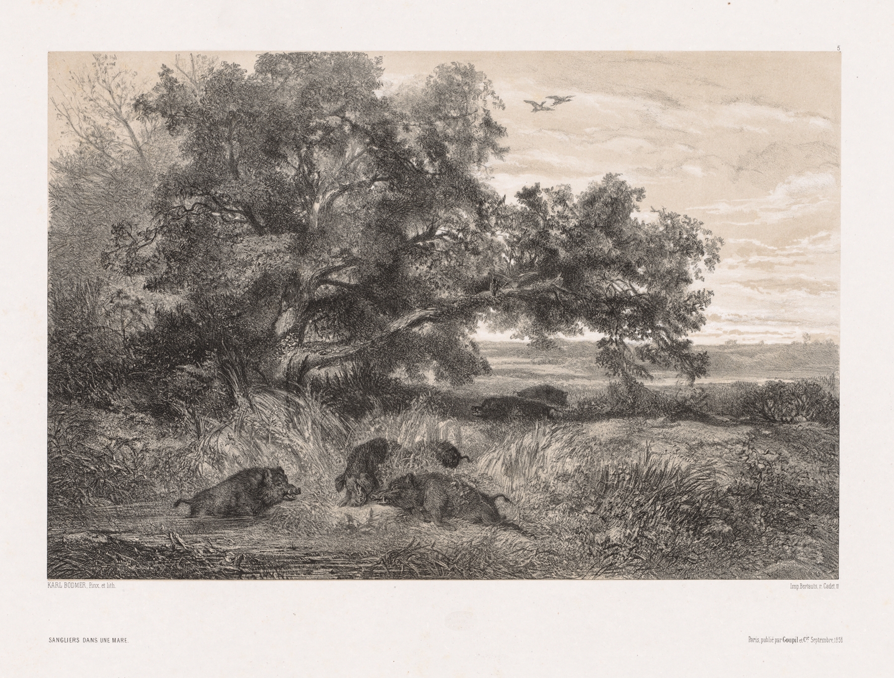 Wild Boar in a Pond by Karl Bodmer, oil painting of a wild boar emerging from water.