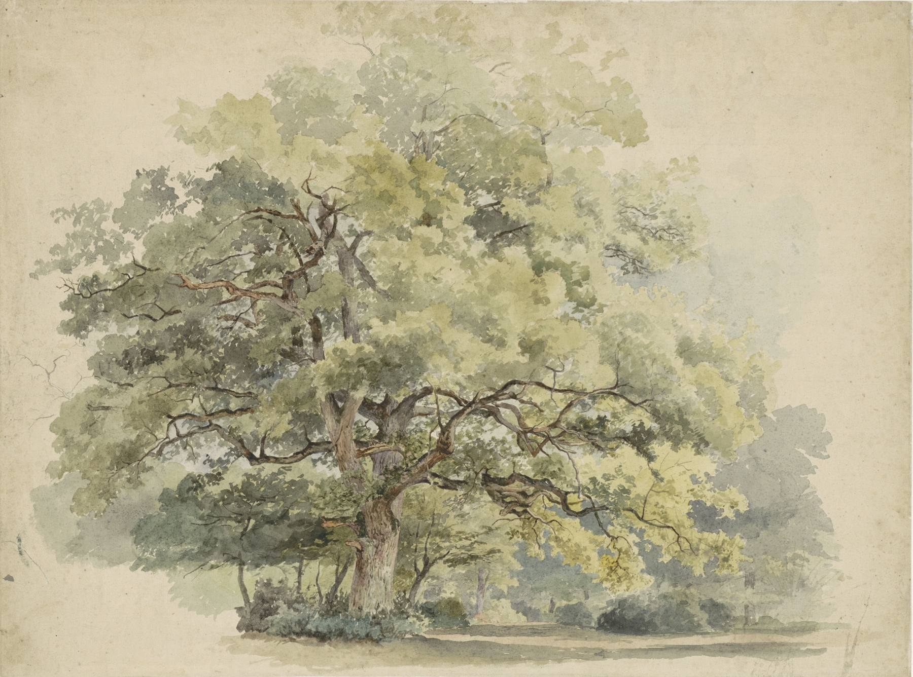 Boomstudie, by George Andries Roth, public domain