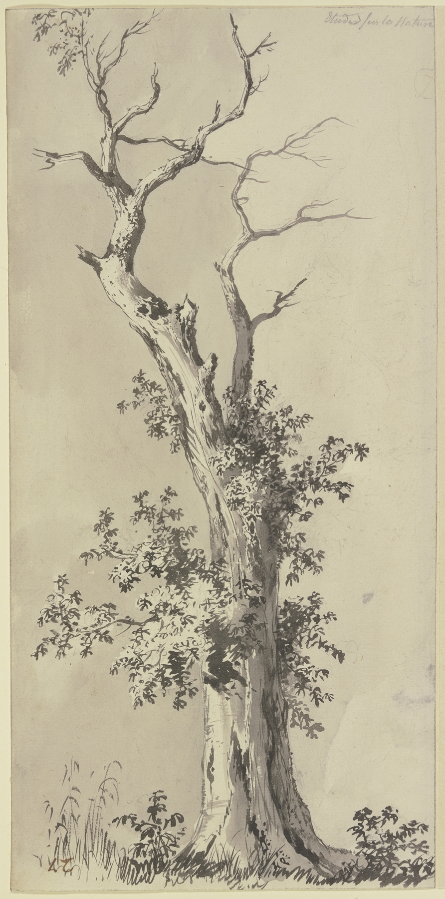 Etching of a leafless treetop by Jean-Jacques de Boissieu