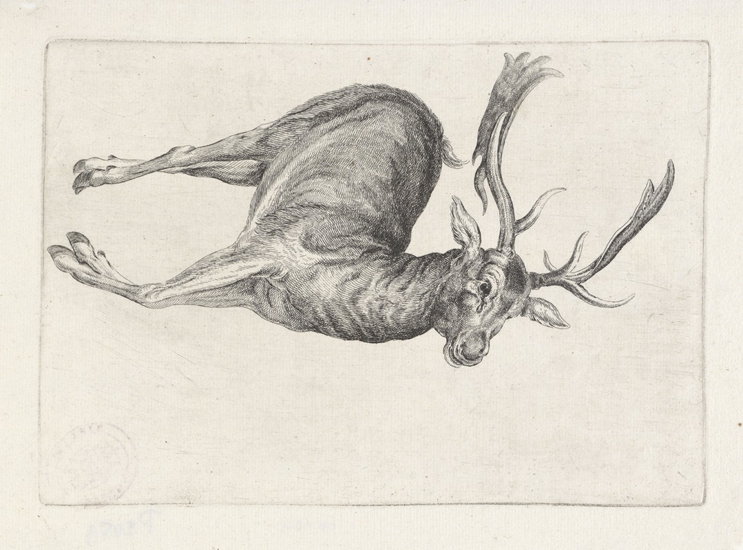 A dead fallow buck lies on its left side with its head turned to the right.