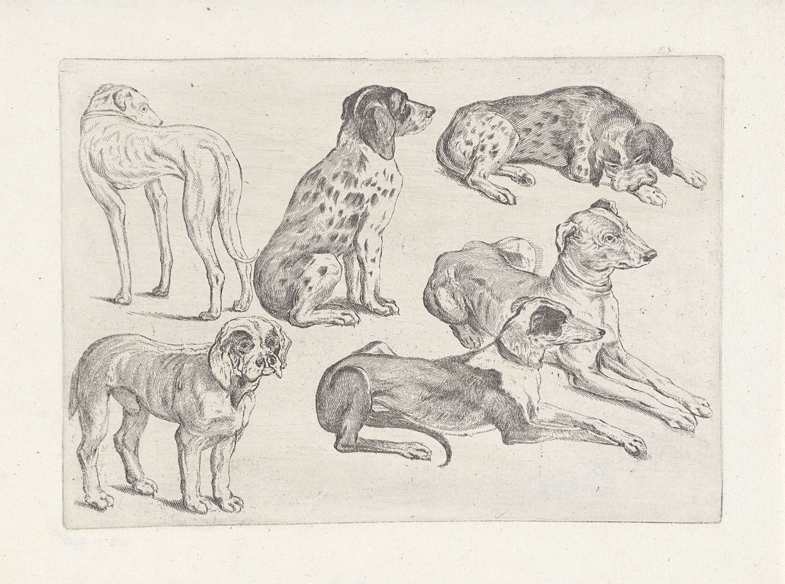 Etching by Wenceslaus Hollar depicting six hunting dogs in repose