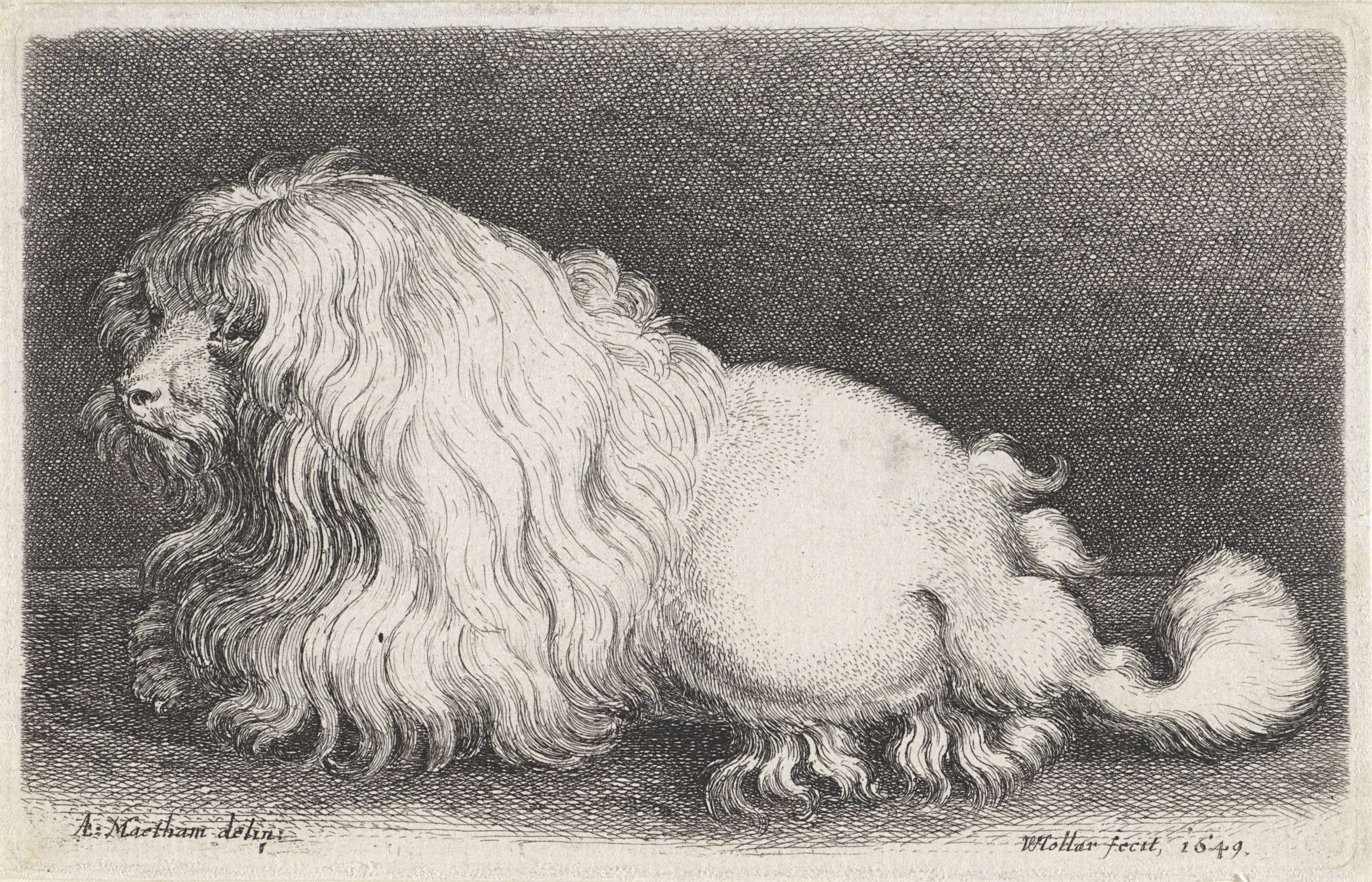 Witte hond etching by Wenceslaus Hollar depicting a calm white dog