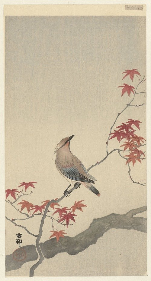 A Japanese waxwing perched on a vibrant maple branch.