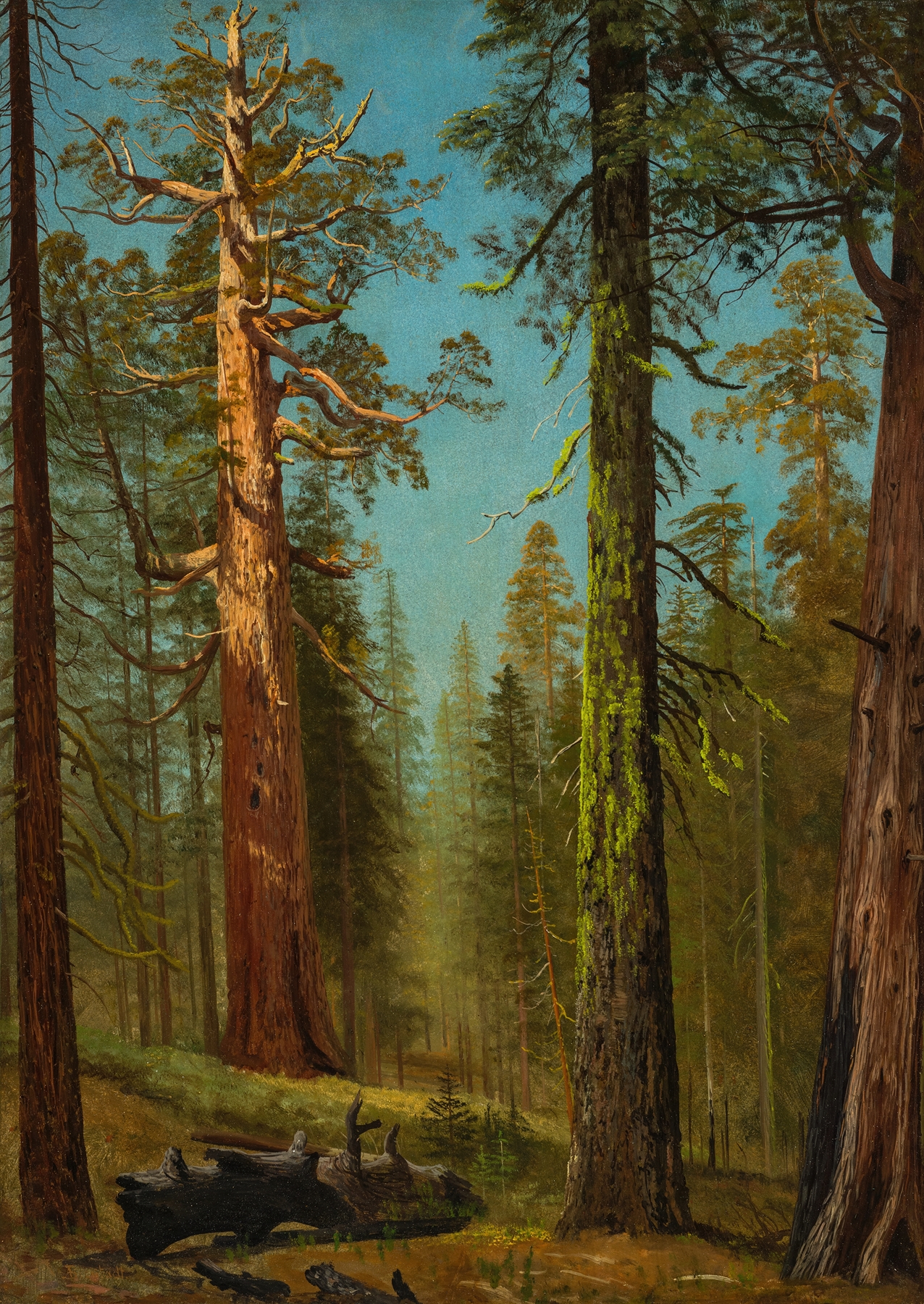 The Grizzly Giant Sequoia, 1872-1873, oil painting by Albert Bierstadt