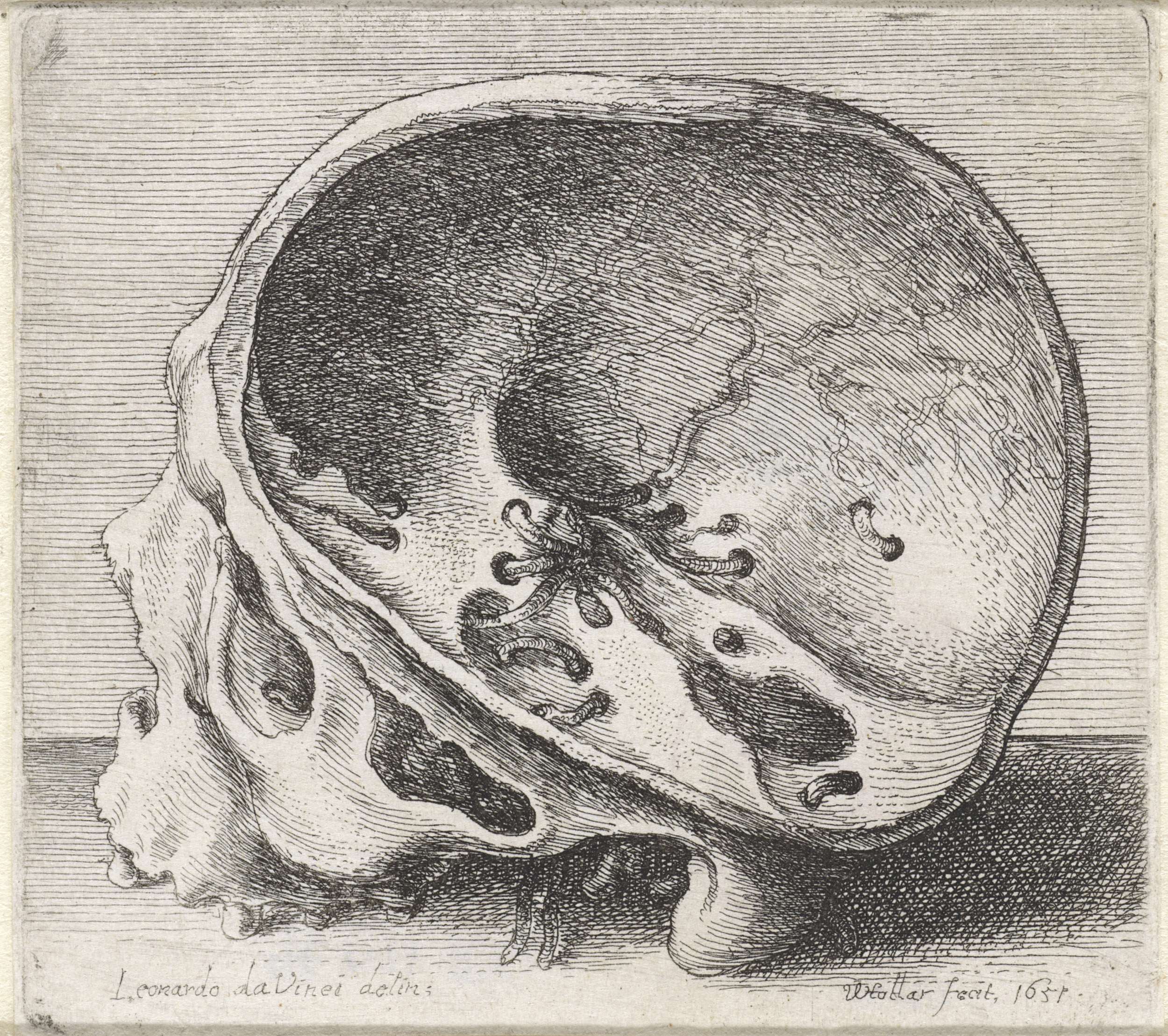 Anatomical study of a skull with wormholes, etching by Wenceslaus Hollar