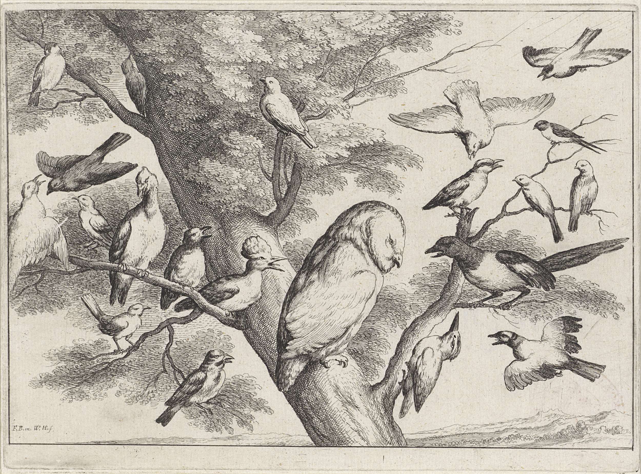 Vogels in een boom, by Wenceslaus Hollar, public domain