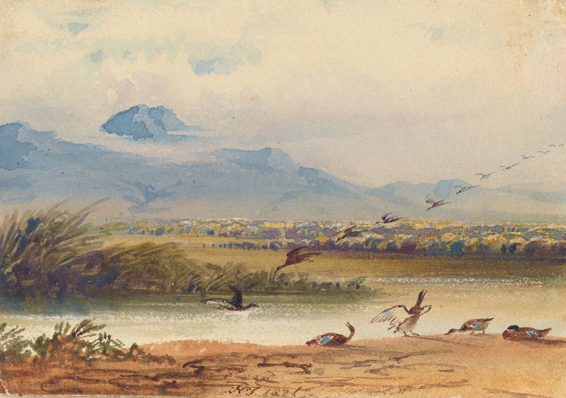 Ducks landing on a river in oil painting by Newton Limbird Smith Fielding