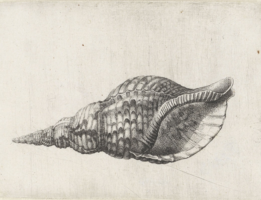 A detailed depiction of a trumpet triton shell by Wenceslaus Hollar.