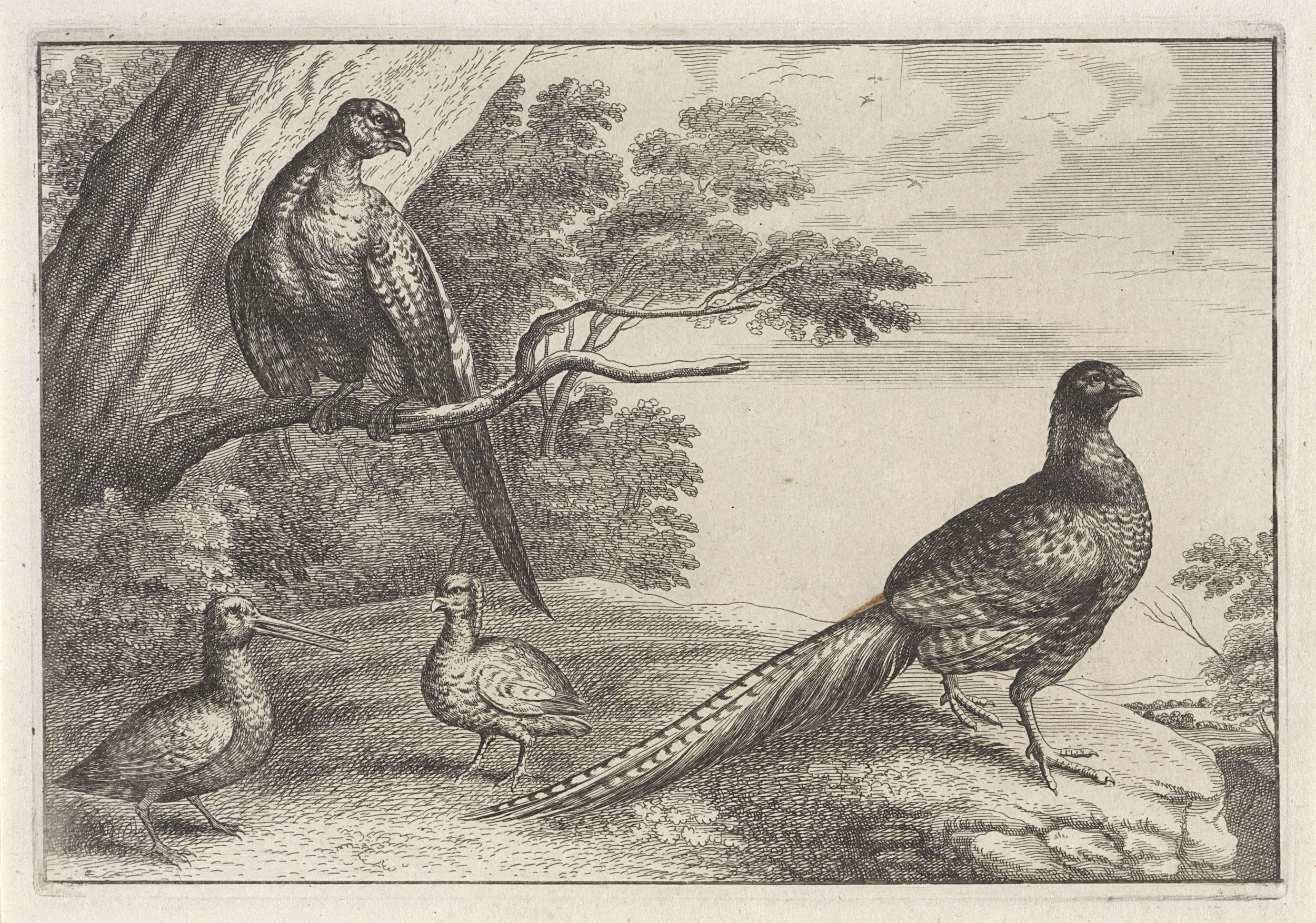 Etching by unknown artist depicting four birds on a branch in detail.