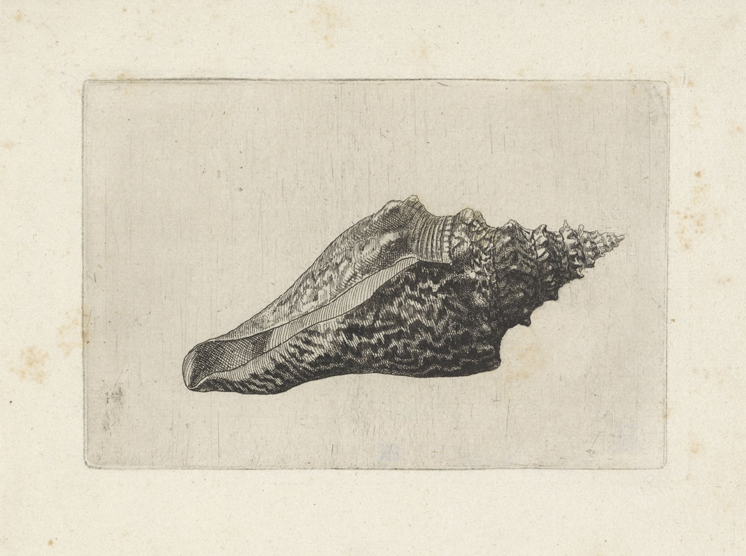 A detailed etching of a marine shell by Wenceslaus Hollar.