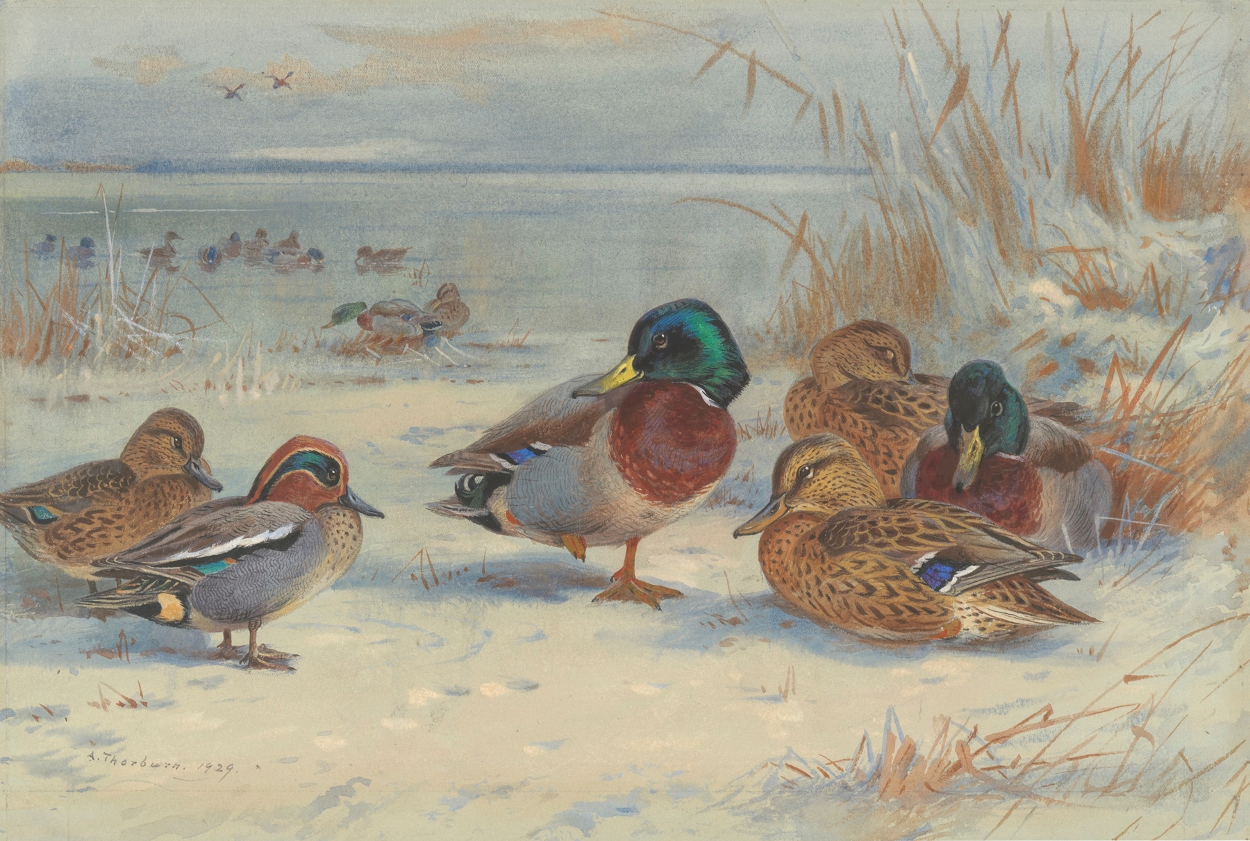 Ducks in snow, realism, by Archibald Thorburn