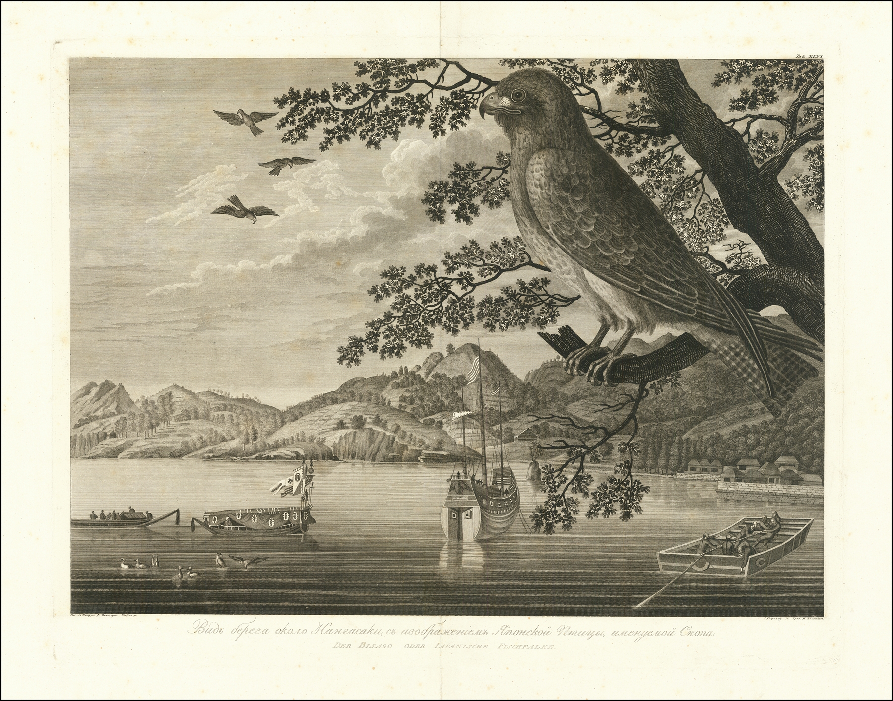 Engraving of a fish hawk by Wilhelm Gottlob Tilesius von Tilenau
