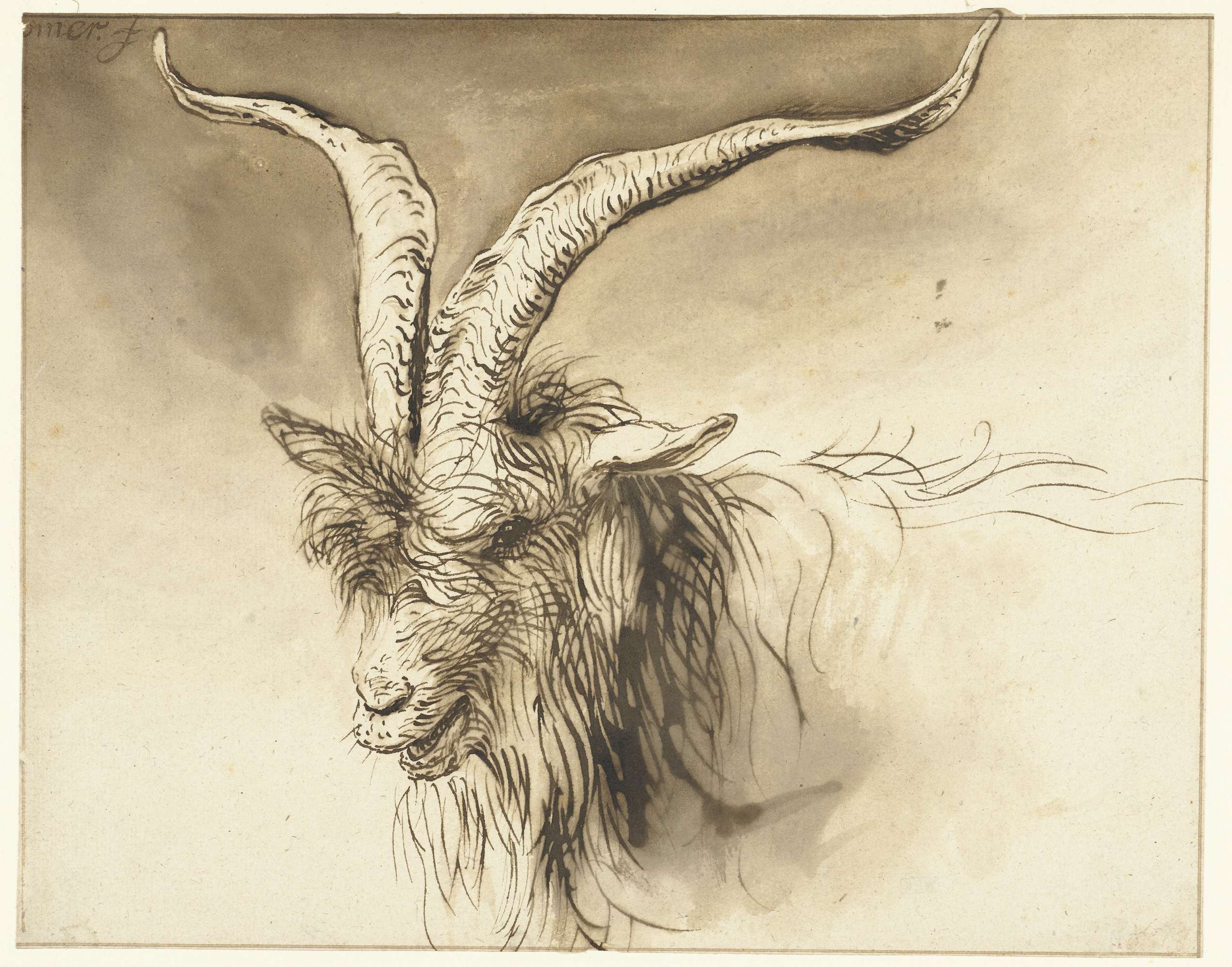 Head of a Dutch Landrace Goat by Lambert Doomer, oil on canvas