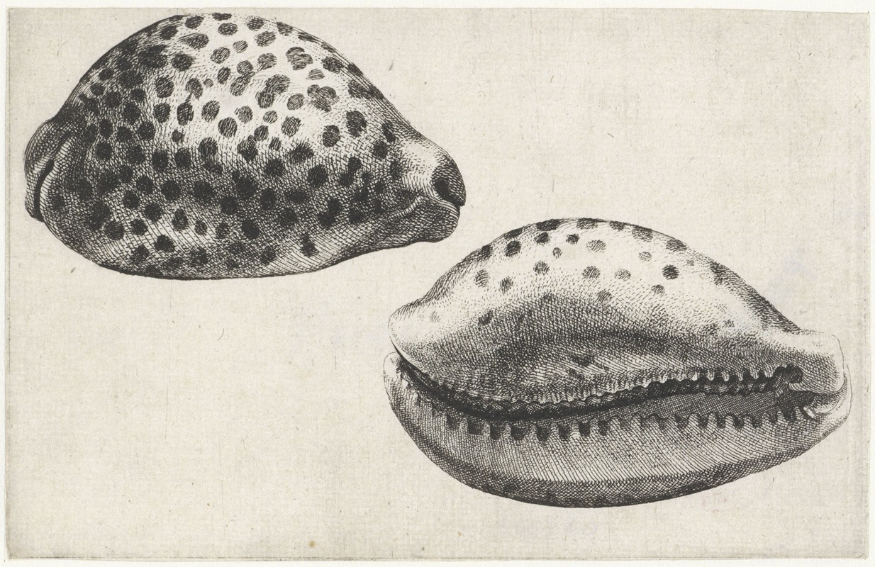 This artwork depicts a tiger cowrie shell with intricate details.