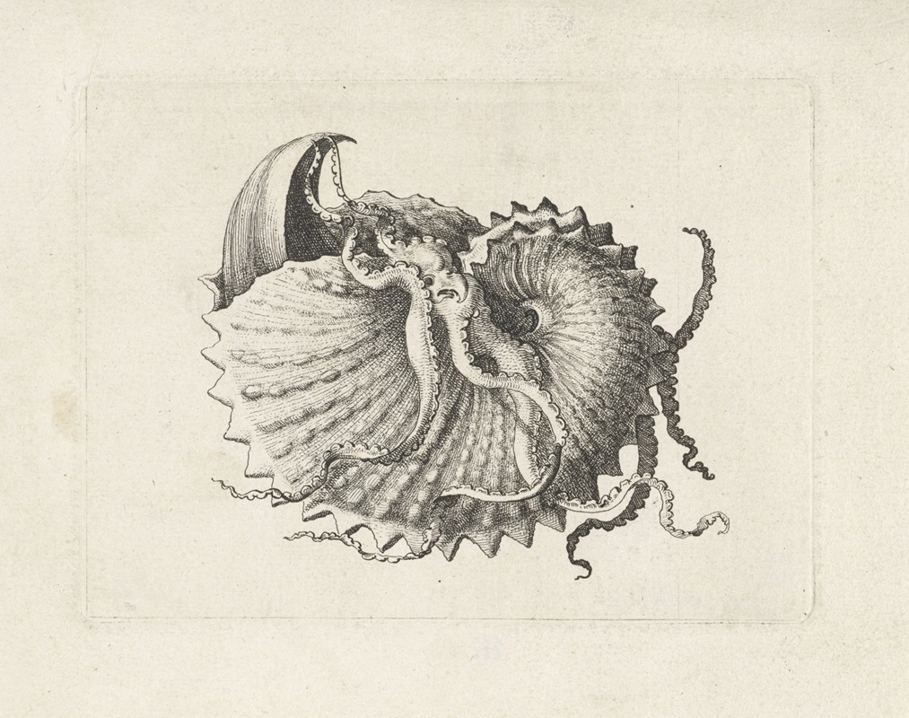 This artwork depicts a nodose paper nautilus, showcasing intricate details and natural beauty.