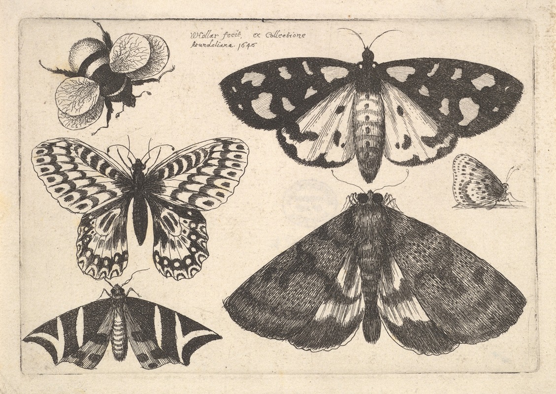 A detailed etching of three moths, two butterflies, and a bumblebee.