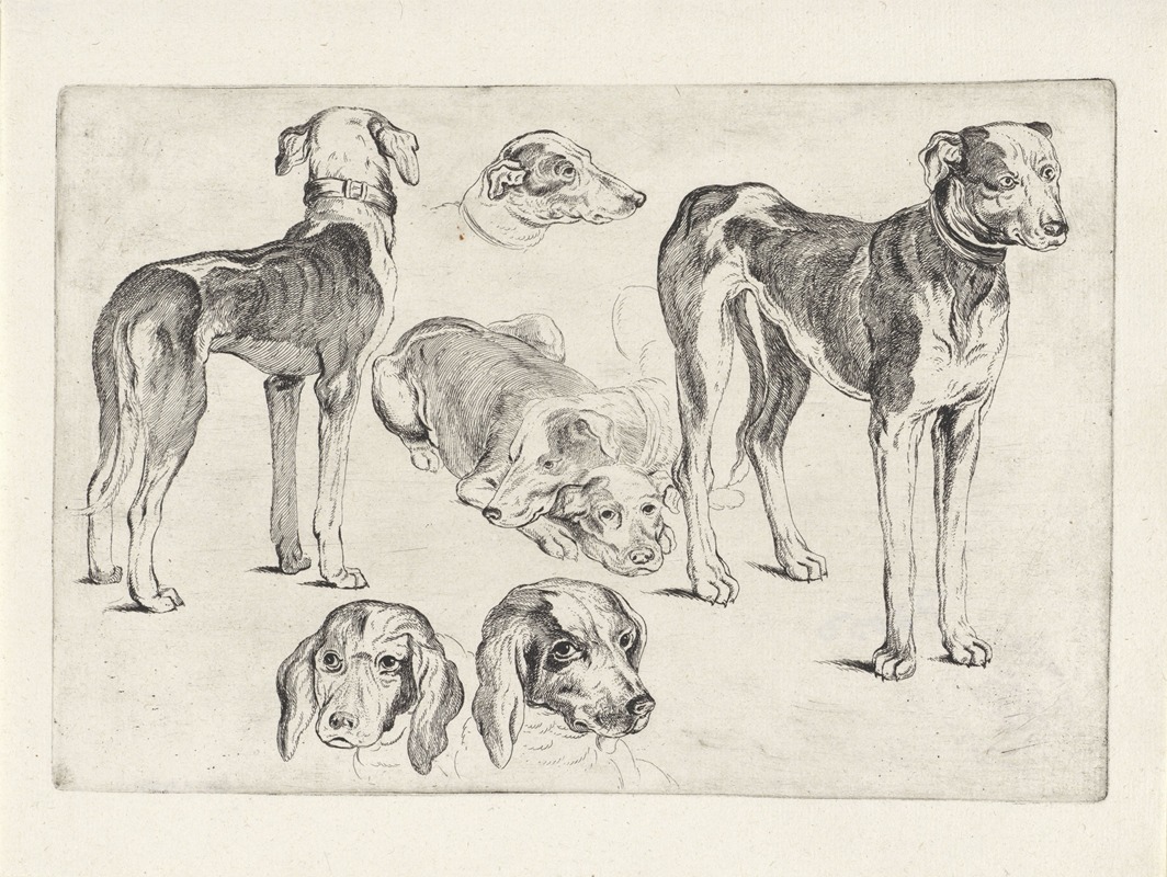 A detailed study of hounds by Wenceslaus Hollar.