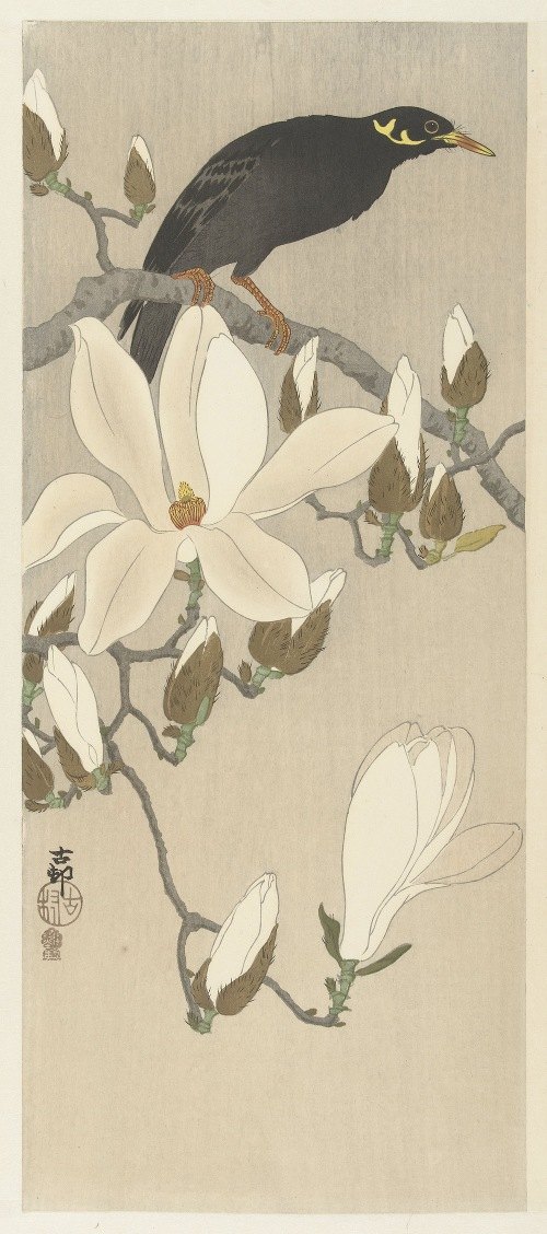 A beautiful depiction of a myna bird perched on a magnolia branch.