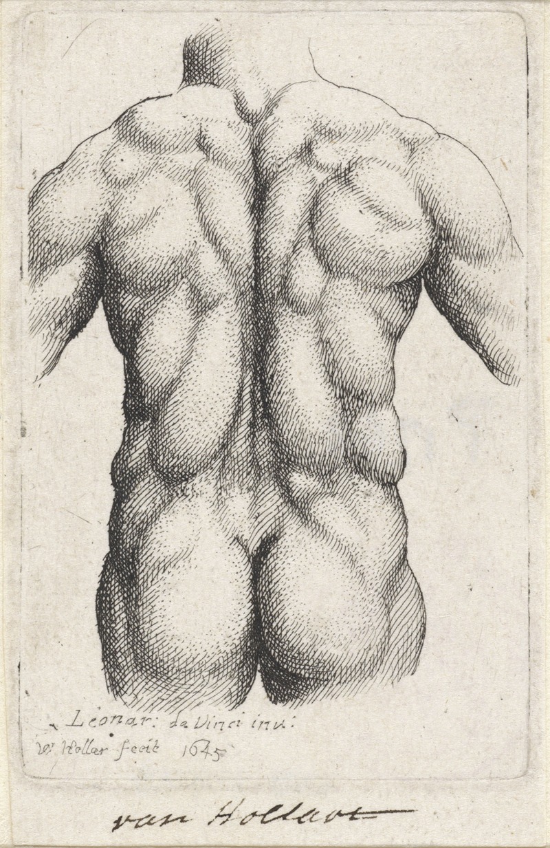 An anatomical study of a man's torso, viewed from the back.
