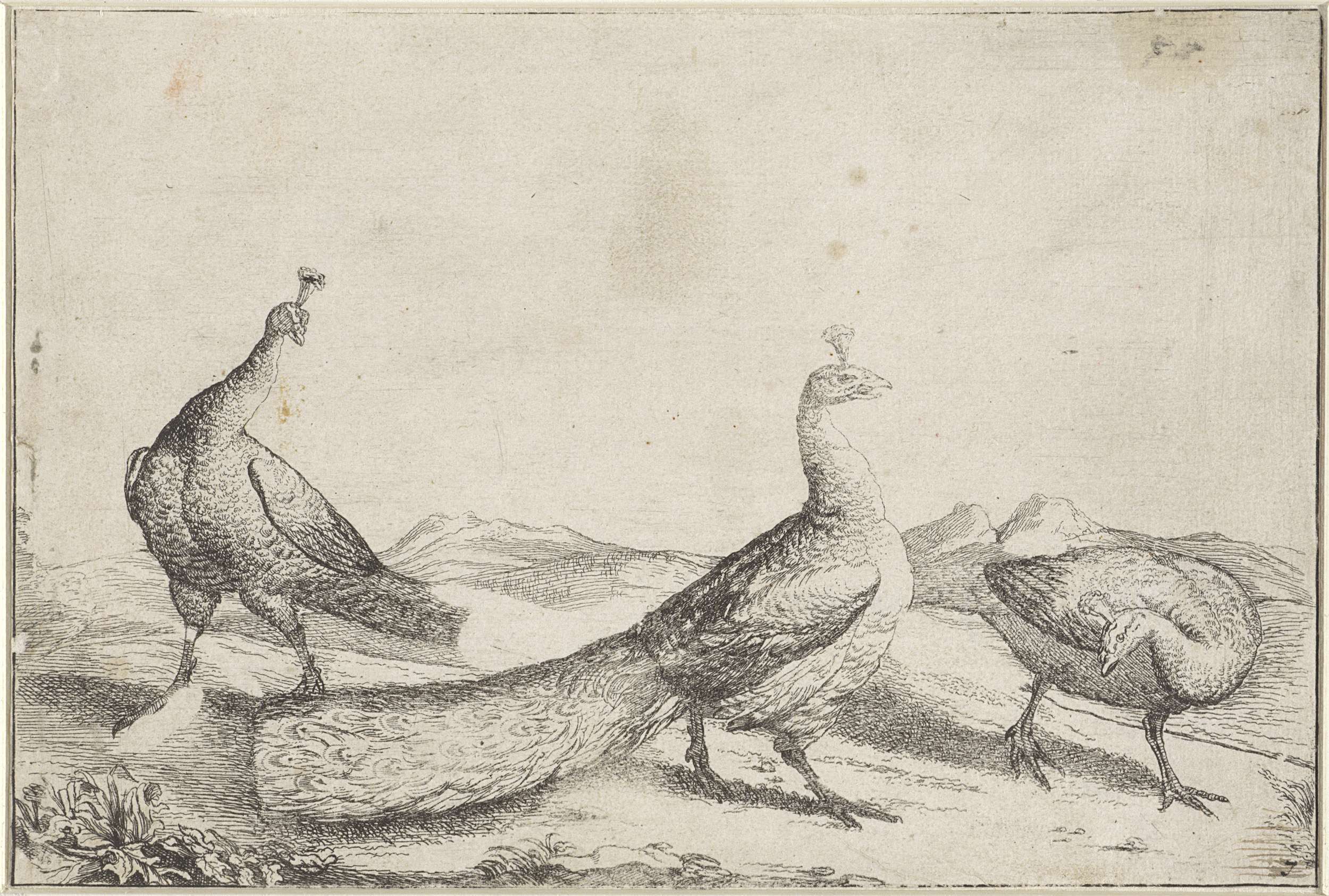 Three peacocks with colorful feathers in an etching by Unknown Artist