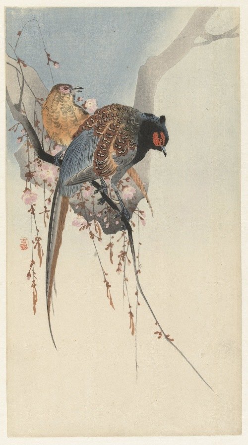 A beautiful depiction of a pheasant couple amidst plum blossoms.