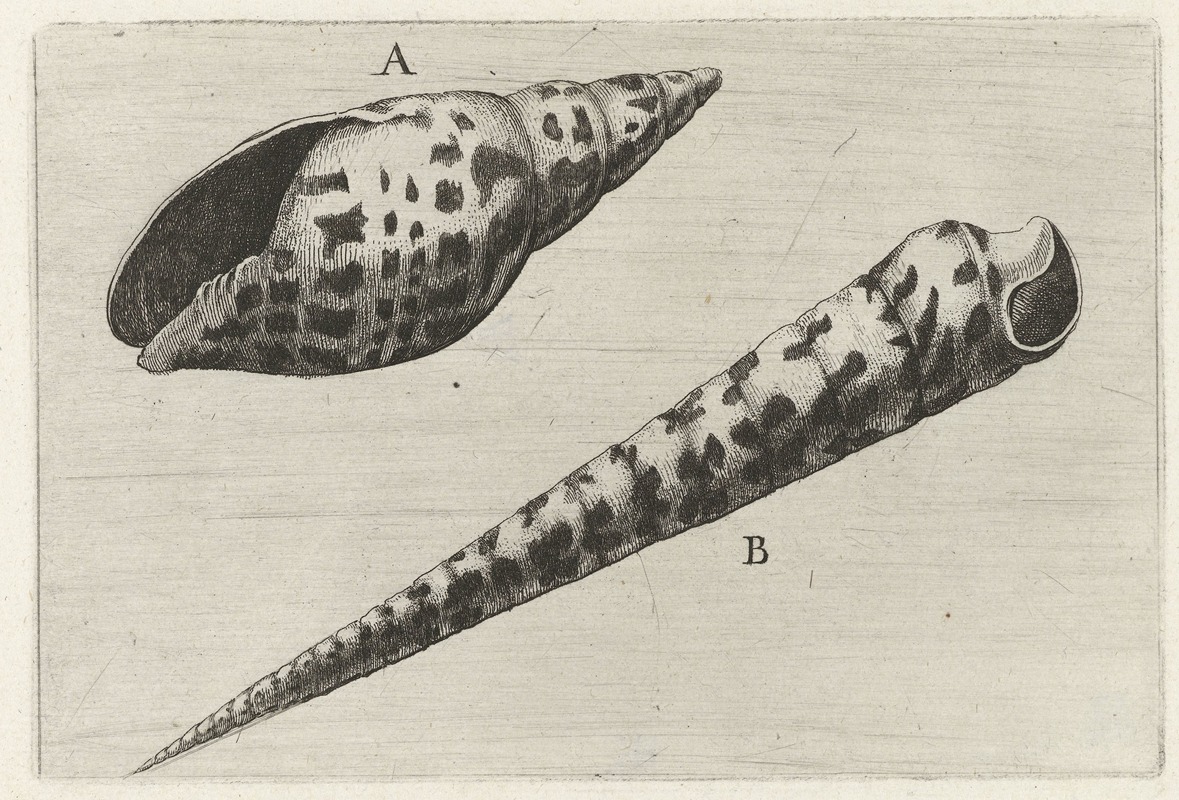 This artwork features a detailed depiction of a cardinal mitre shell and a subulate auger.