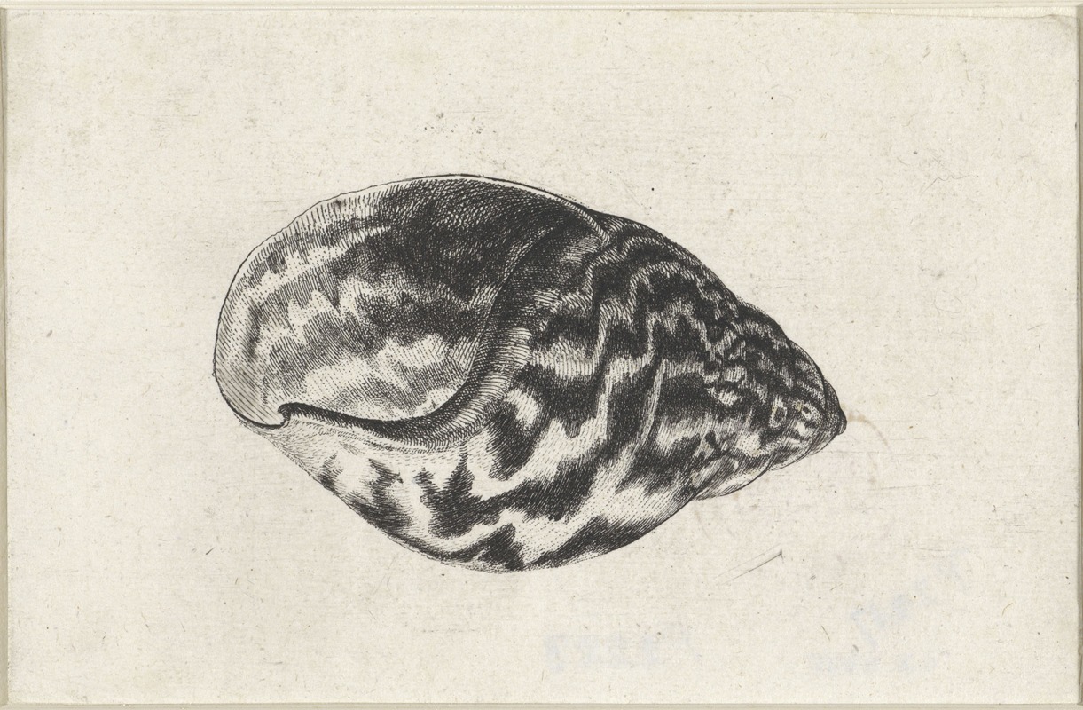 A detailed etching of a Giant Ghana land shell by Wenceslaus Hollar.