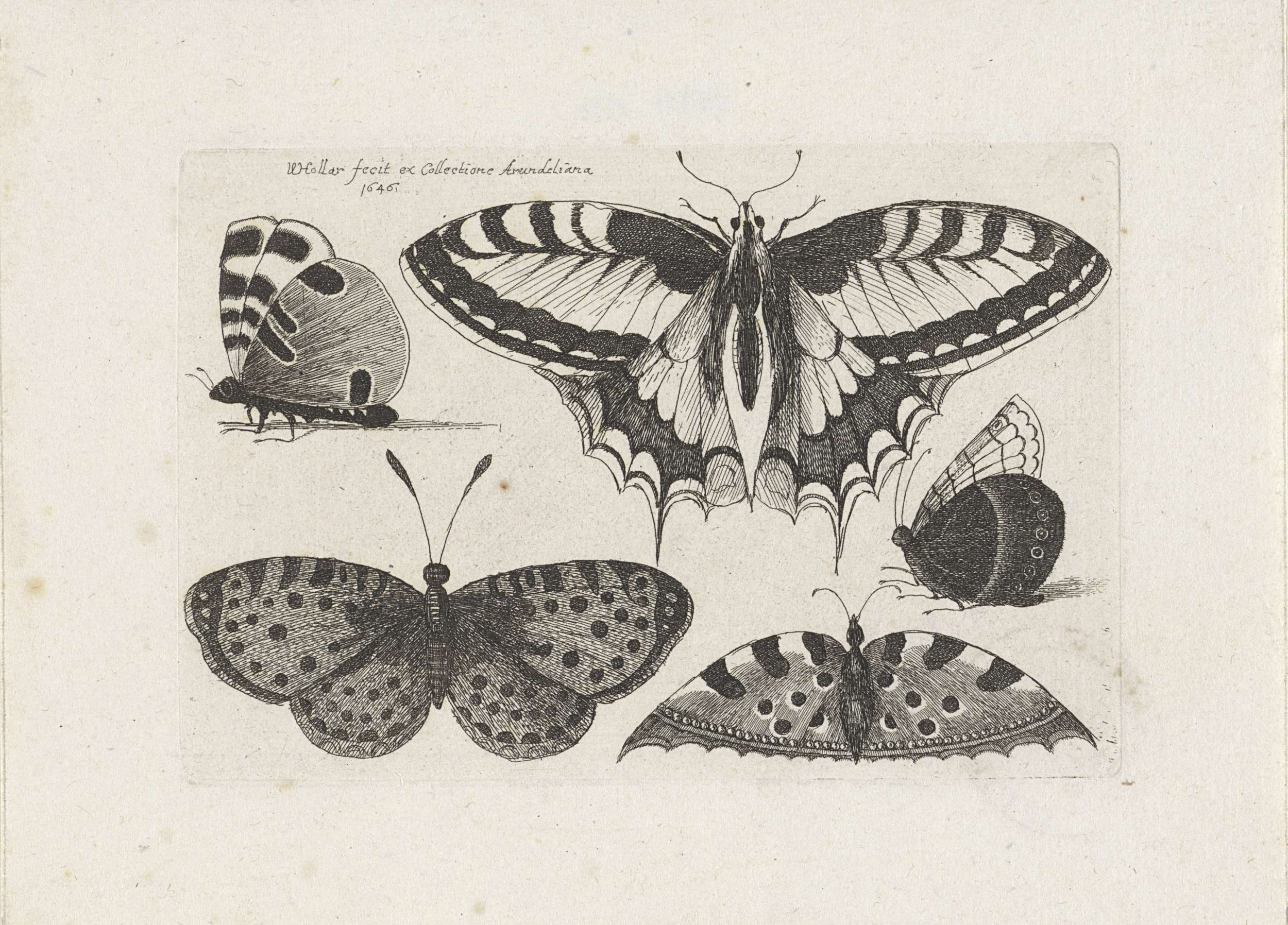 Vijf vlinders etching by Wenceslaus Hollar depicting butterflies in mid-flight