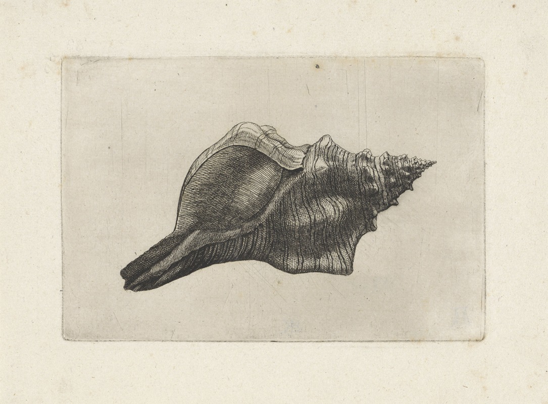 This artwork depicts a detailed still life of a Trapezium horse conch by Wenceslaus Hollar.