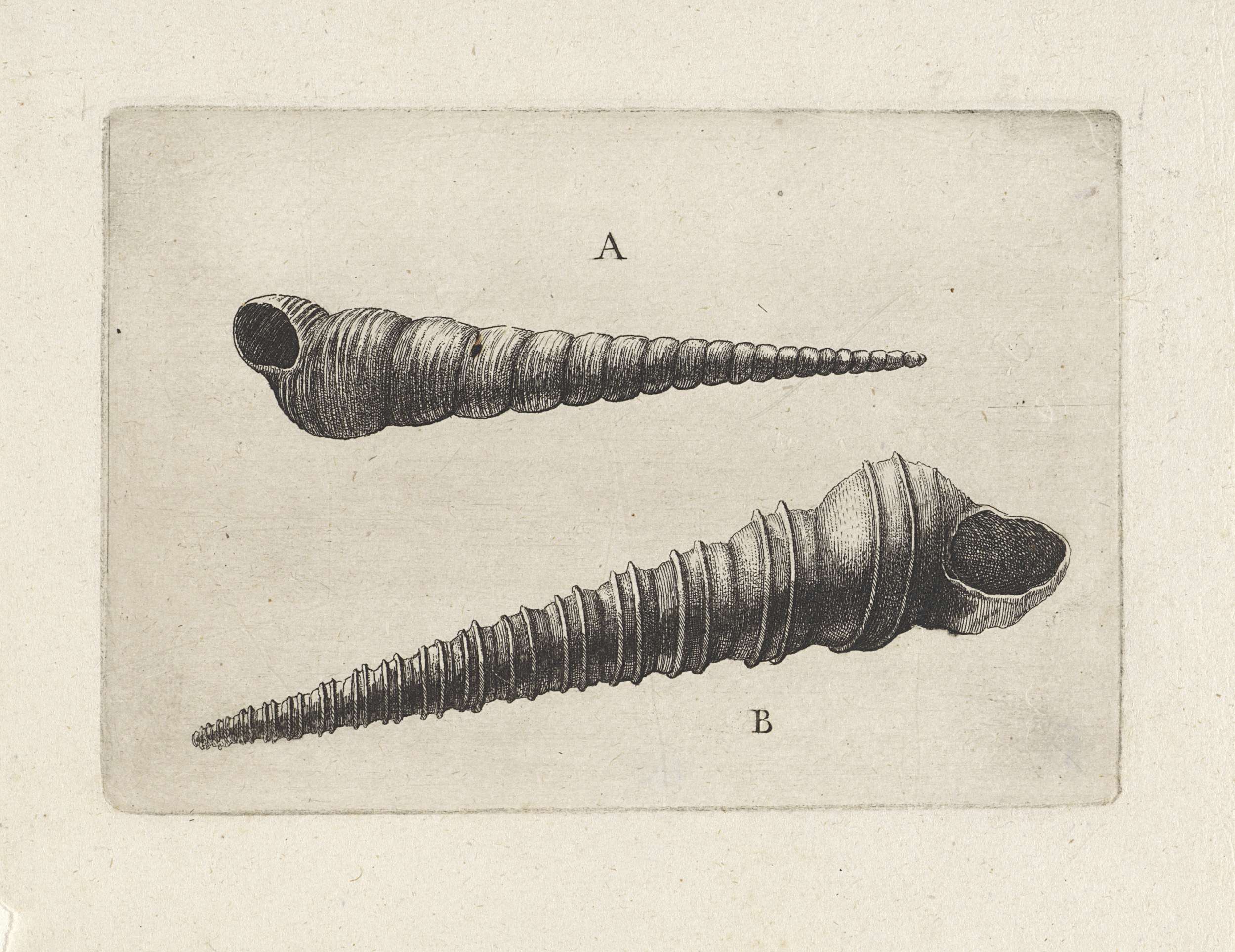 Etching of turritella shells by Wenceslaus Hollar