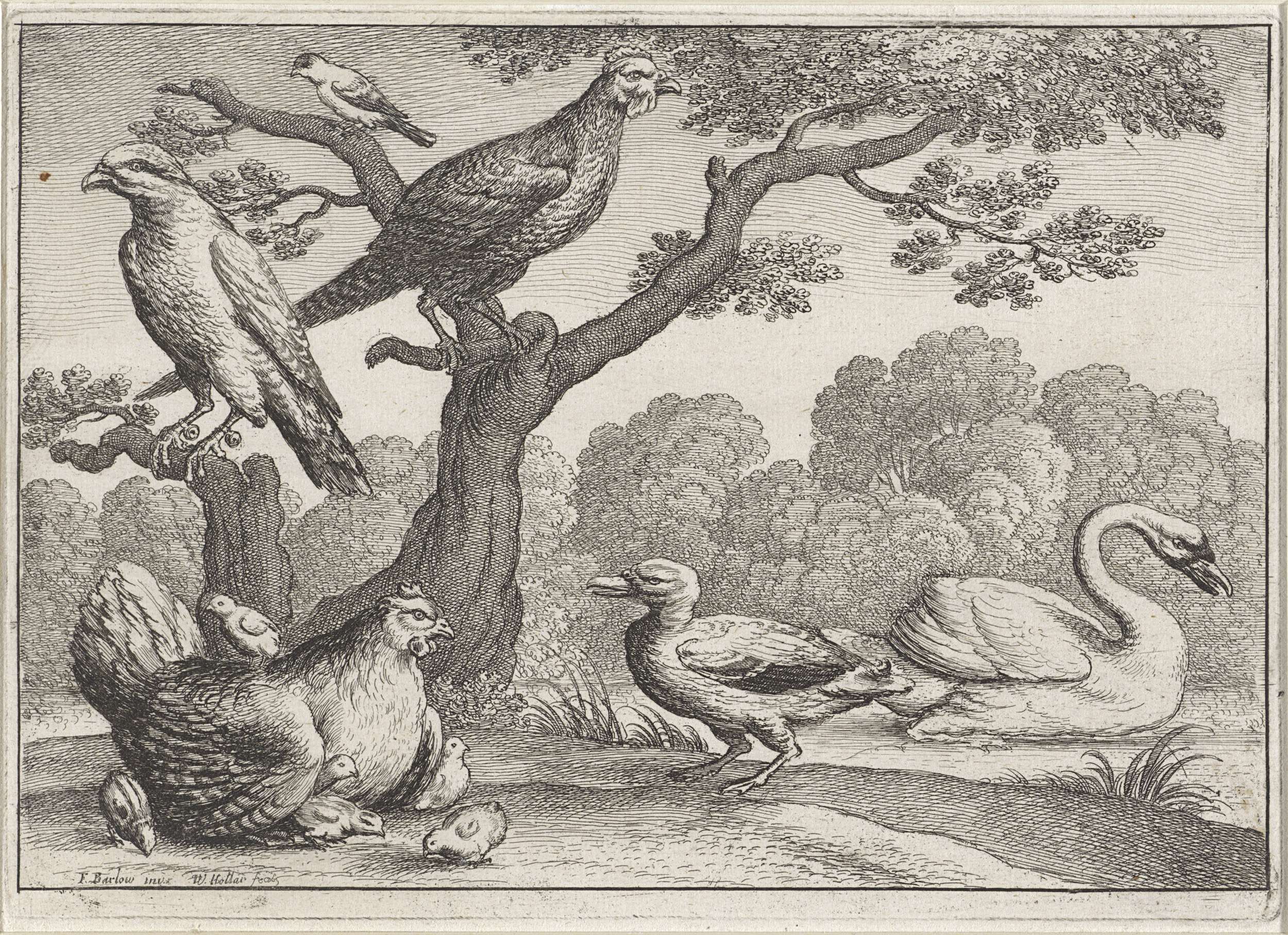Etching by Wenceslaus Hollar depicting a swan with chicks and other birds