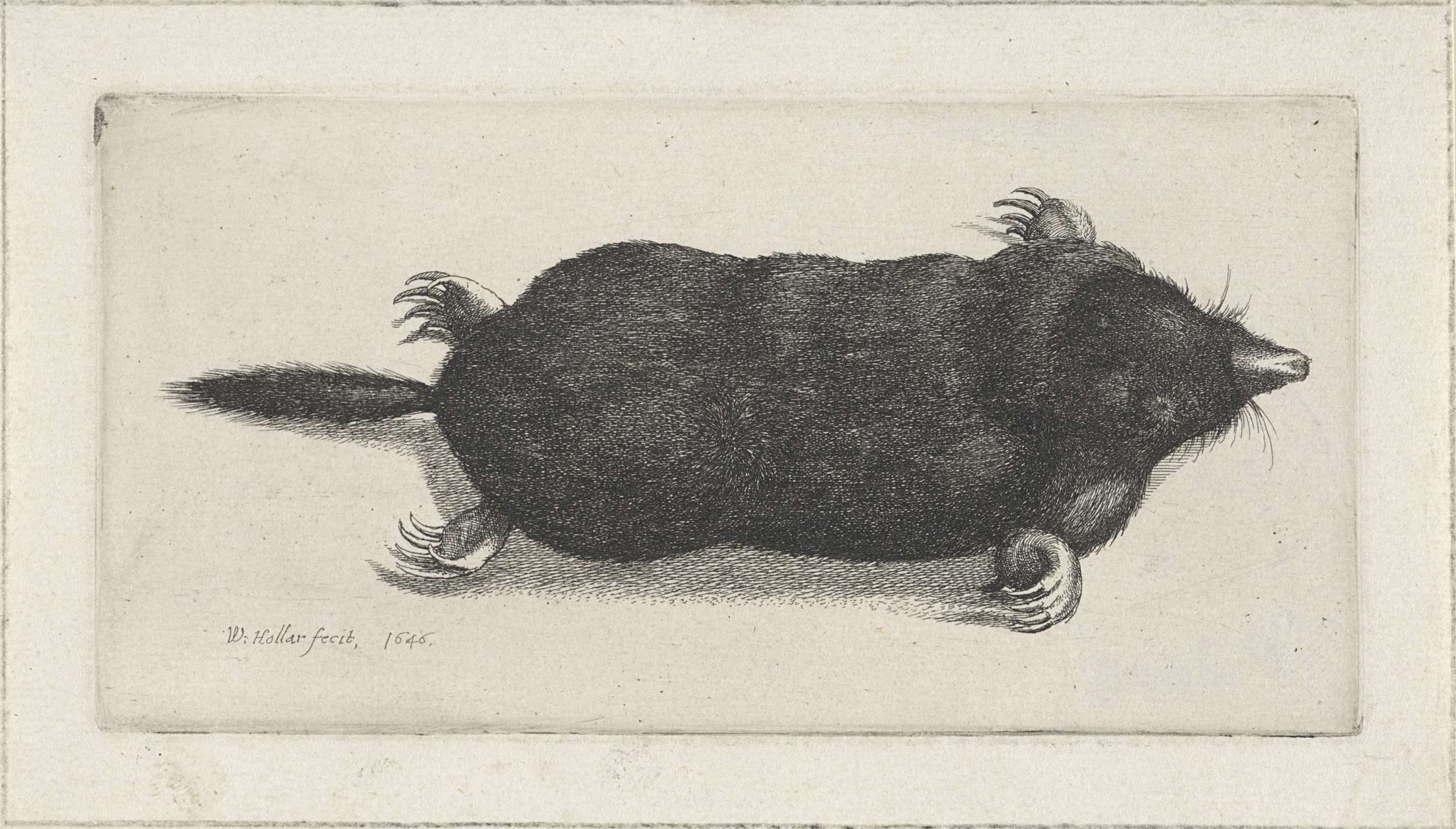 Etching by Wenceslaus Hollar depicting decaying fruit in still life